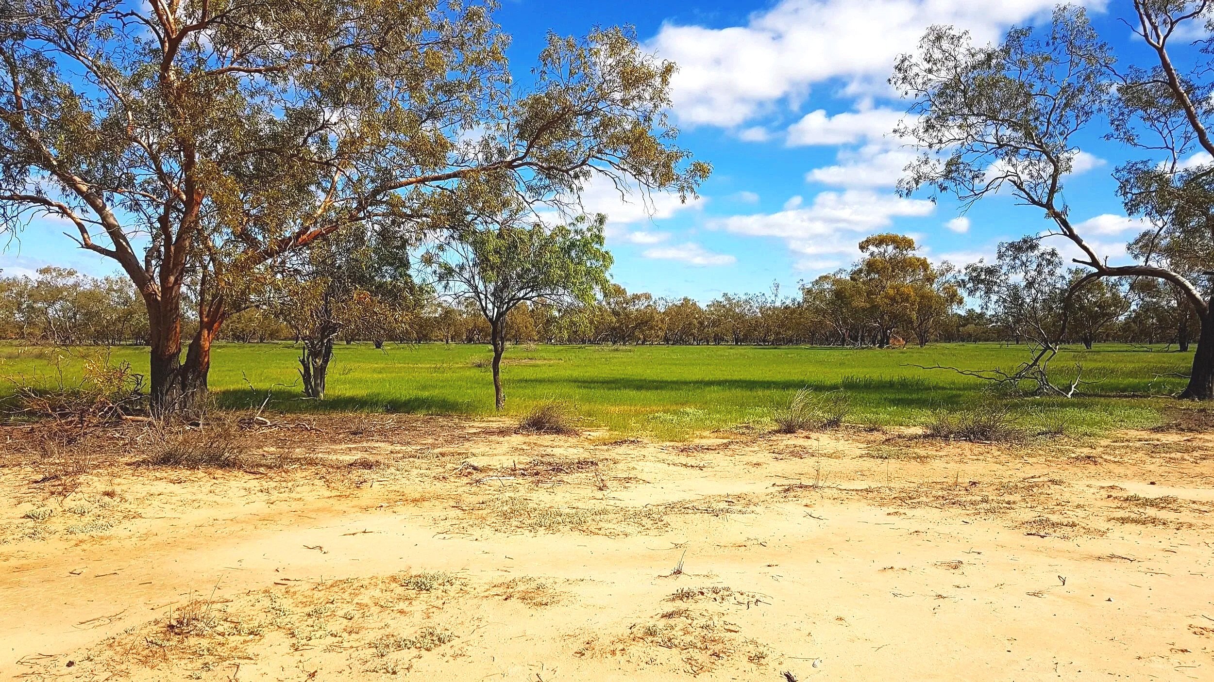 hungerford3,qld.jpg