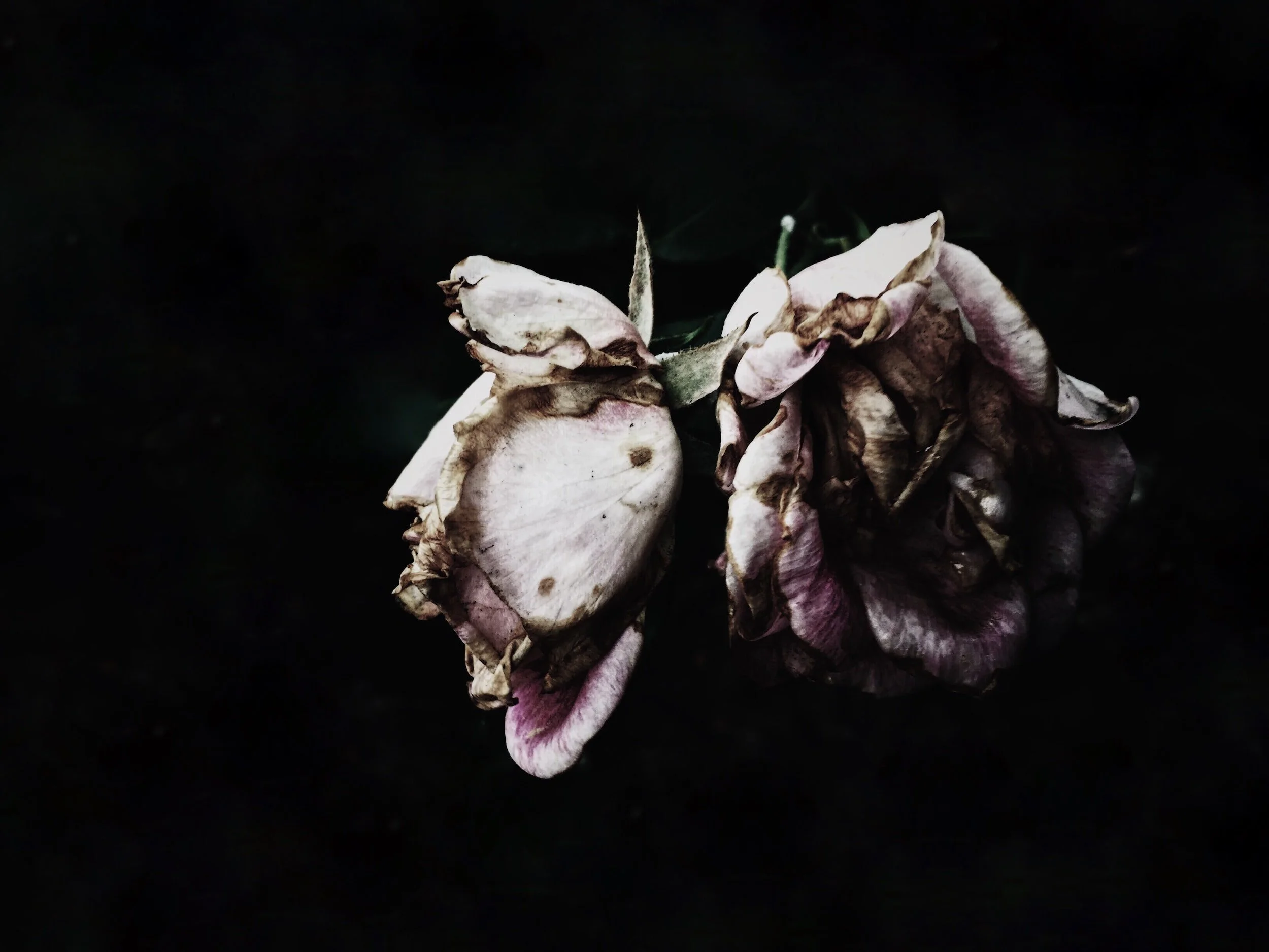 unsplash-image-pwfY1mIm2EM.jpg