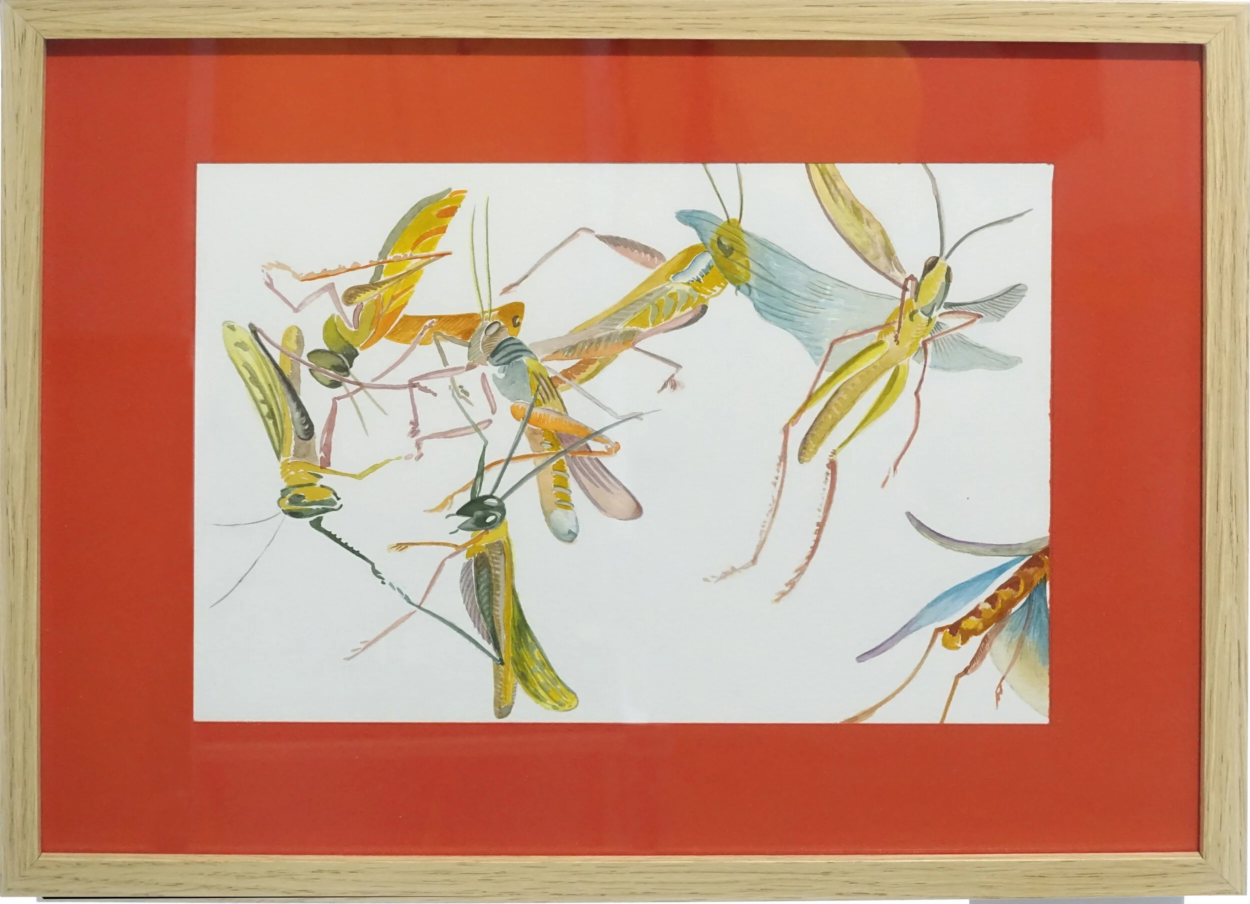 “Saltamontes” 2017