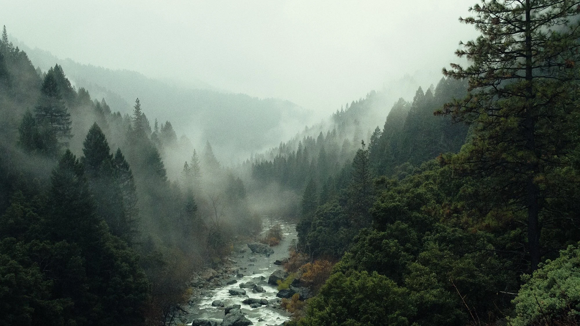 A foggy mountain landscape with tall pine trees towering over a rocky river flow.