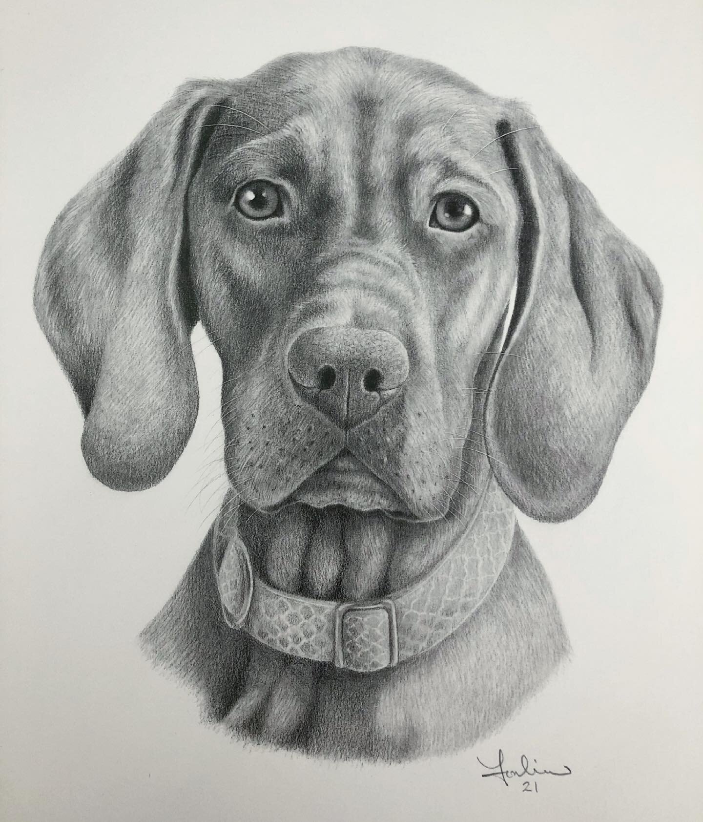 Check out those ears! Here&rsquo;s my recent portrait of Coco. This particular drawing was professionally framed before being packaged up and delivered safely to Lancashire.

Get in touch for your very own pet portrait 🎁

#art #artwork #petportrait 
