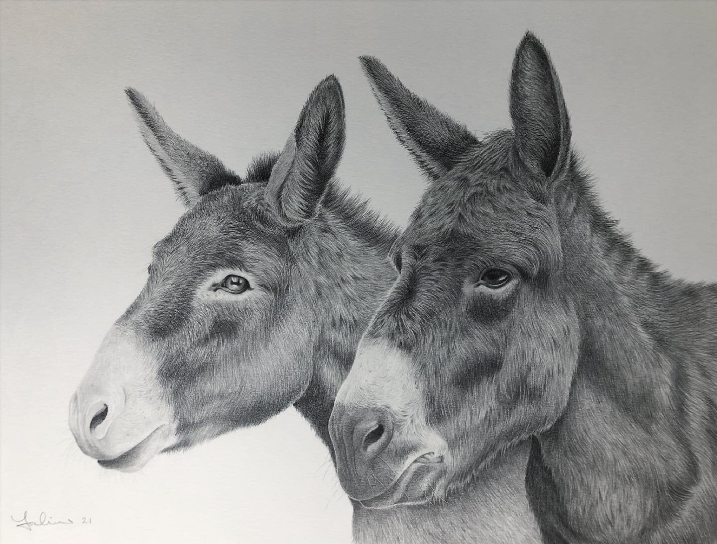 Meet Lawrence and Gareth. A pair of Donkeys taking centre stage in my most recent commission! 

Having never drawn a portrait of a Donkey before tackling two at once was a welcome challenge. 

This drawing was created from two separate images which w