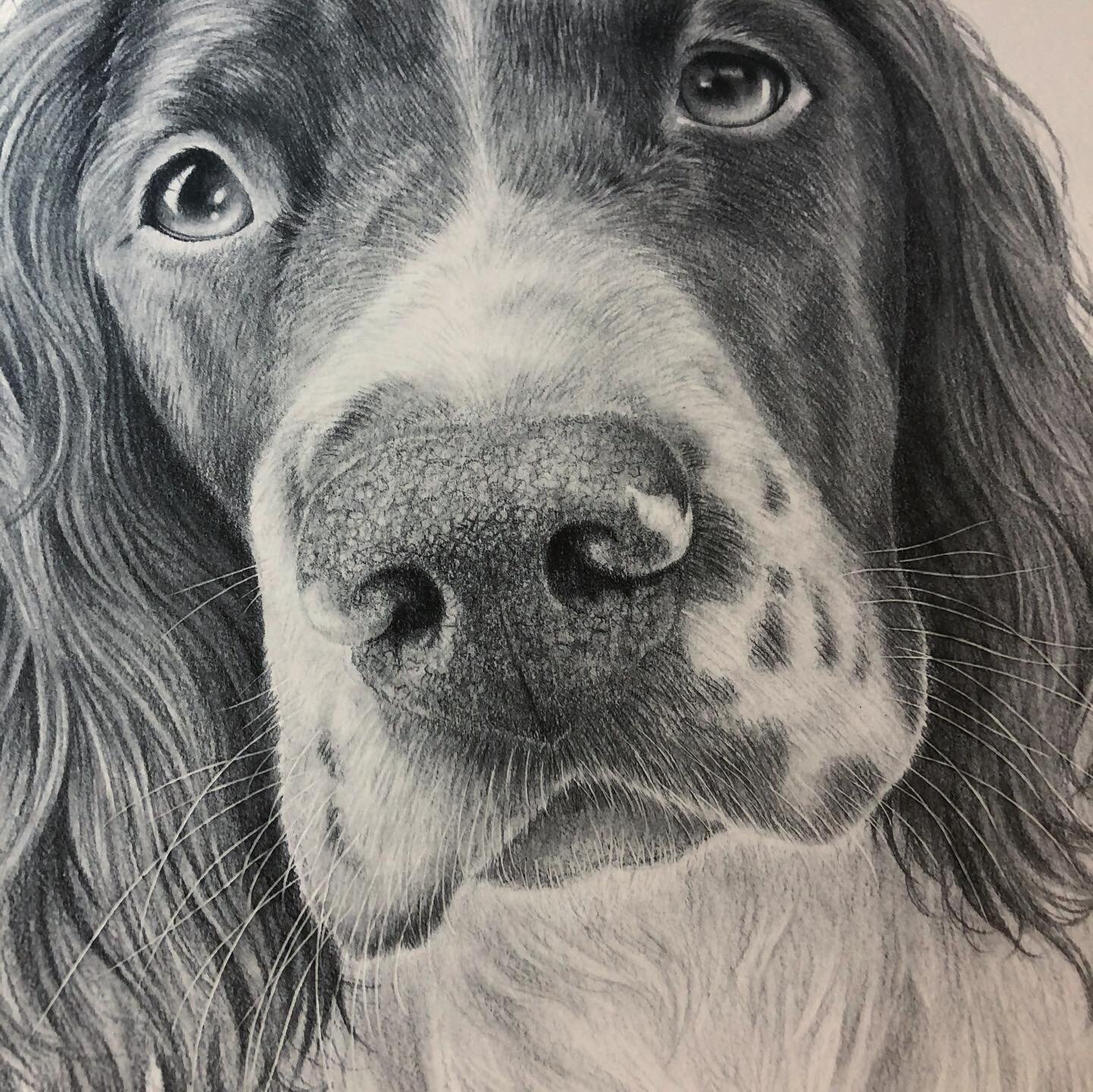 Here&rsquo;s a couple closeups from my recent portrait of Mollie. I&rsquo;m particularly happy with how the whiskers turned out on this one. It&rsquo;s the small details that really bring these drawings to life! 

#artist #artwork #petportrait #portr