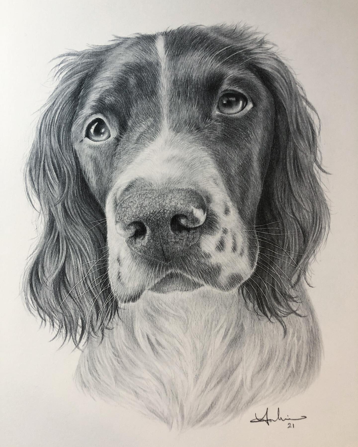 Next up is Mollie&rsquo;s portrait. This one was drawn on A4 and framed in time for a special day 🎁 With unique markings and a face full of character, I&rsquo;m really happy with the result! #art #artwork #artist #portraitartist #petportrait #petpor