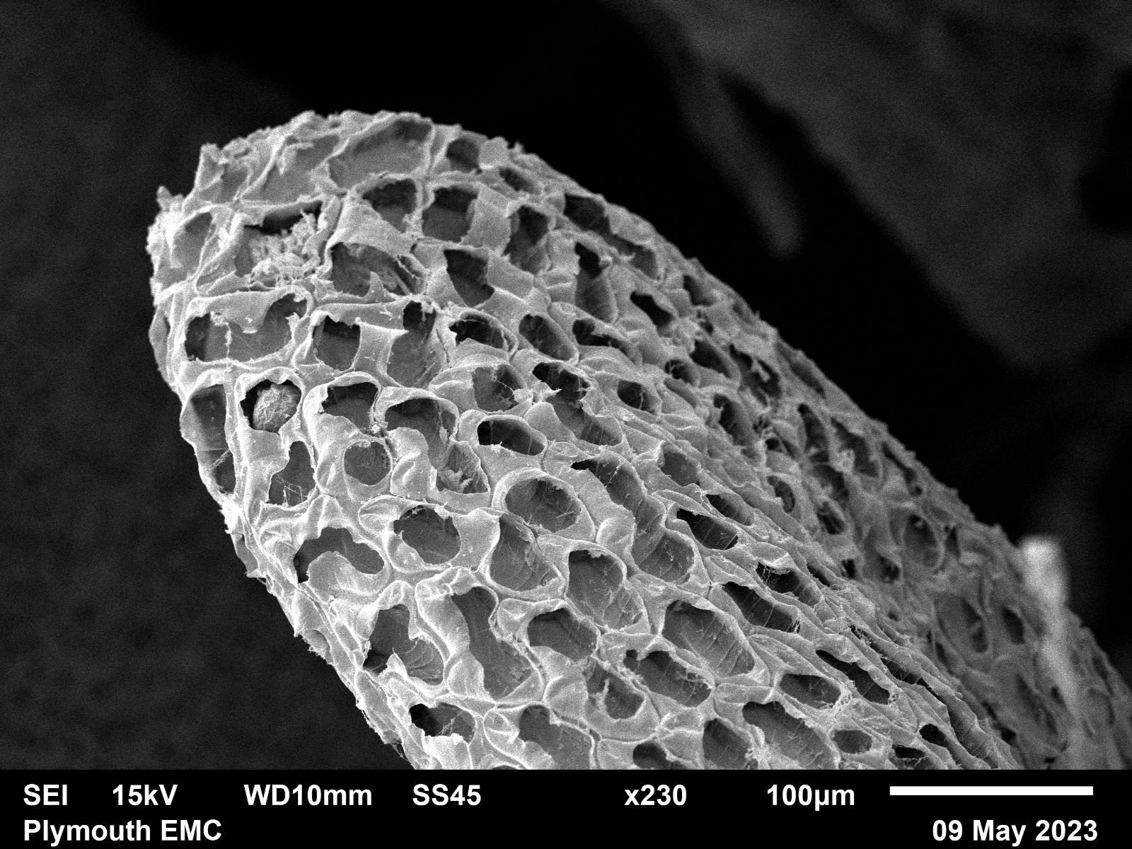 Electron microscope moss  (1).jpg