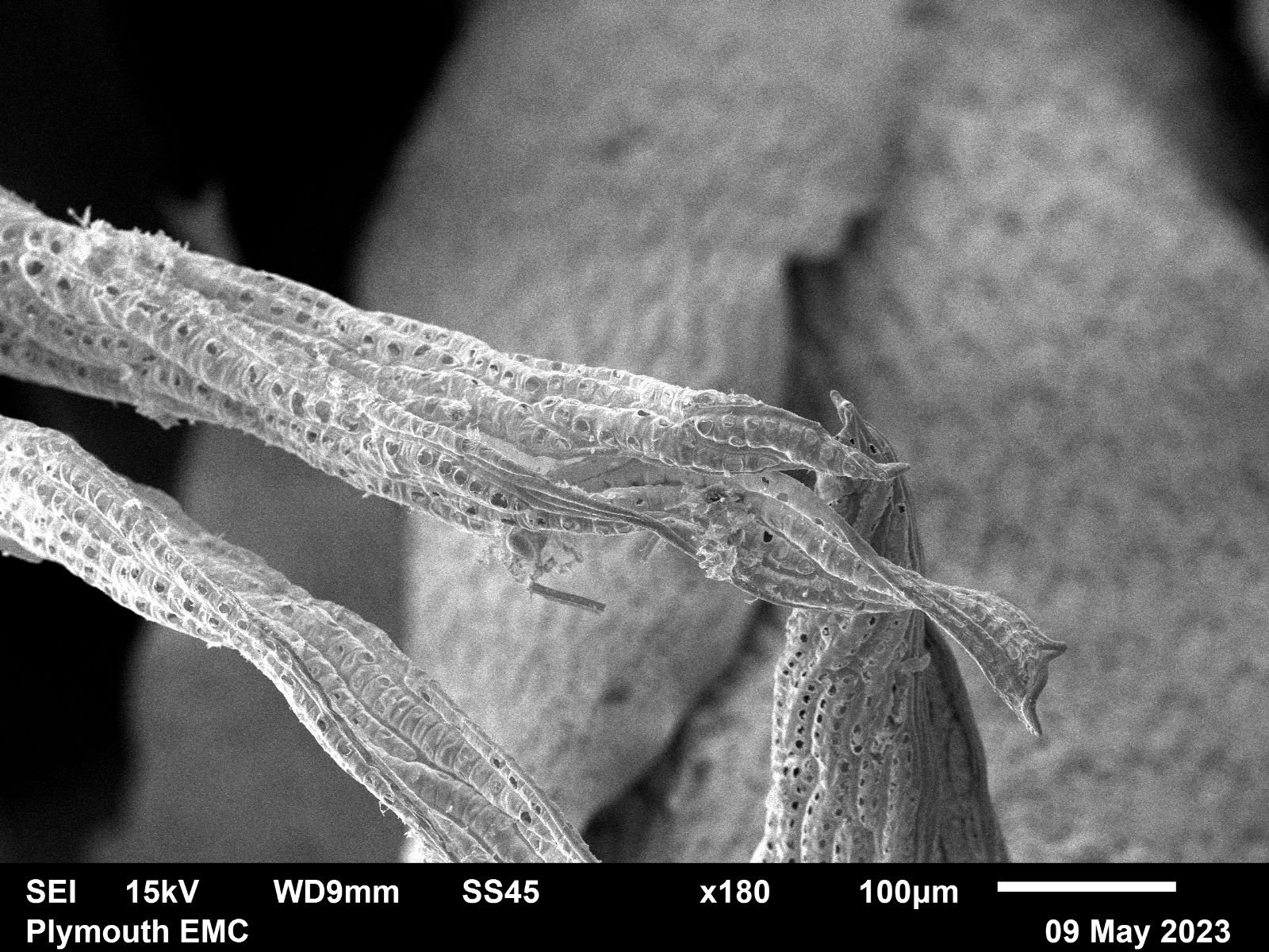 Electron microscope moss  (2).jpg