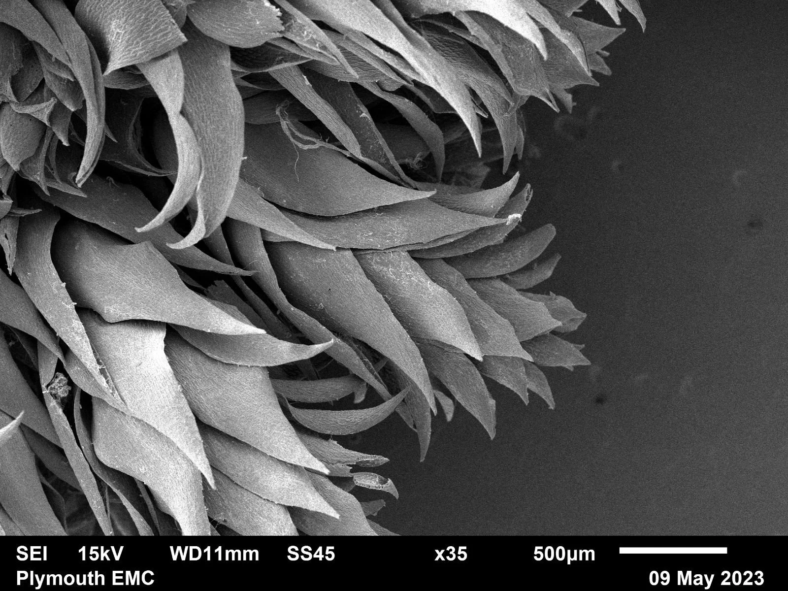 Scan Moss Looking (very!) closely at mosses! — The Art and Energy Collective