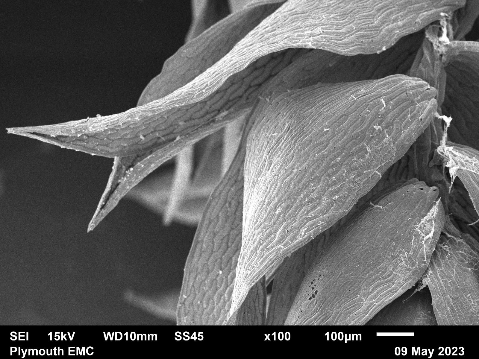 Electron microscope moss  (4).jpg