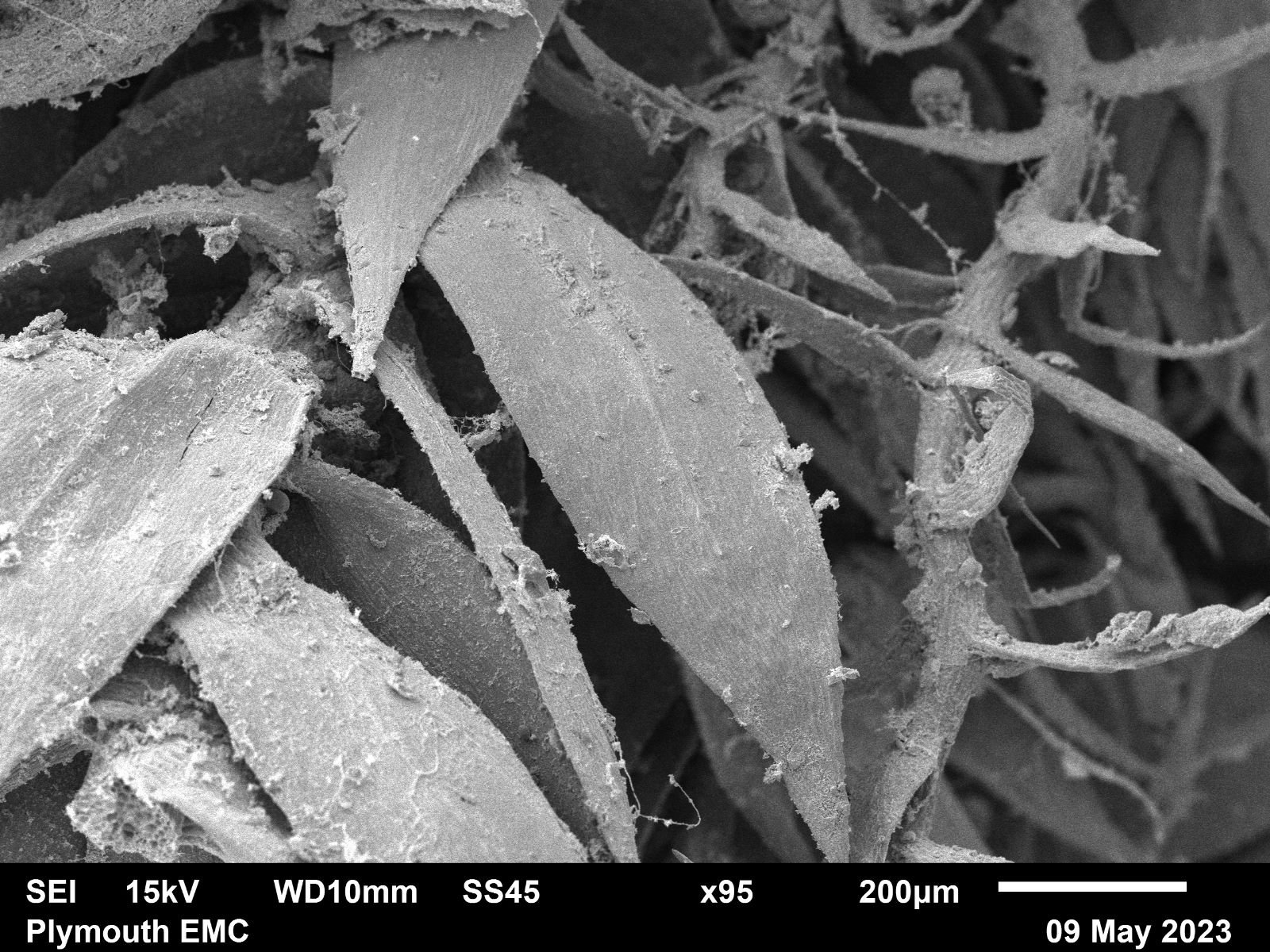 Electron microscope moss  (5).jpg