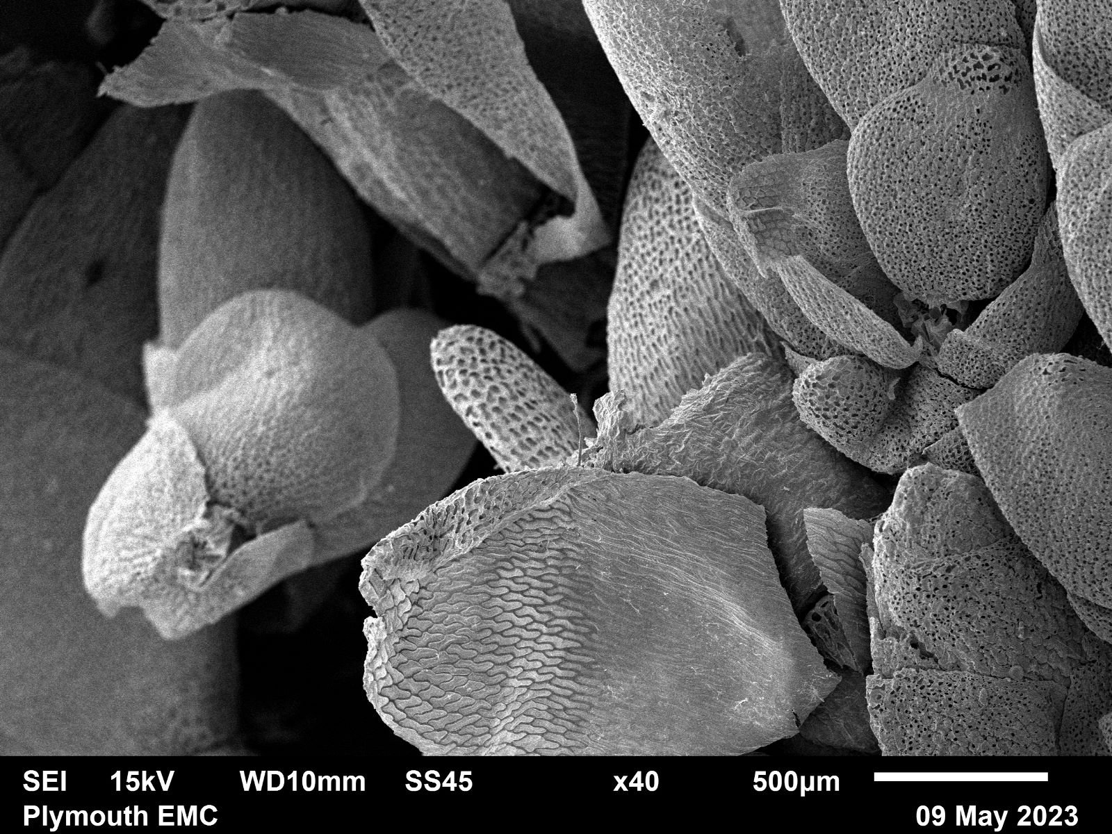 Electron microscope moss  (7).jpg