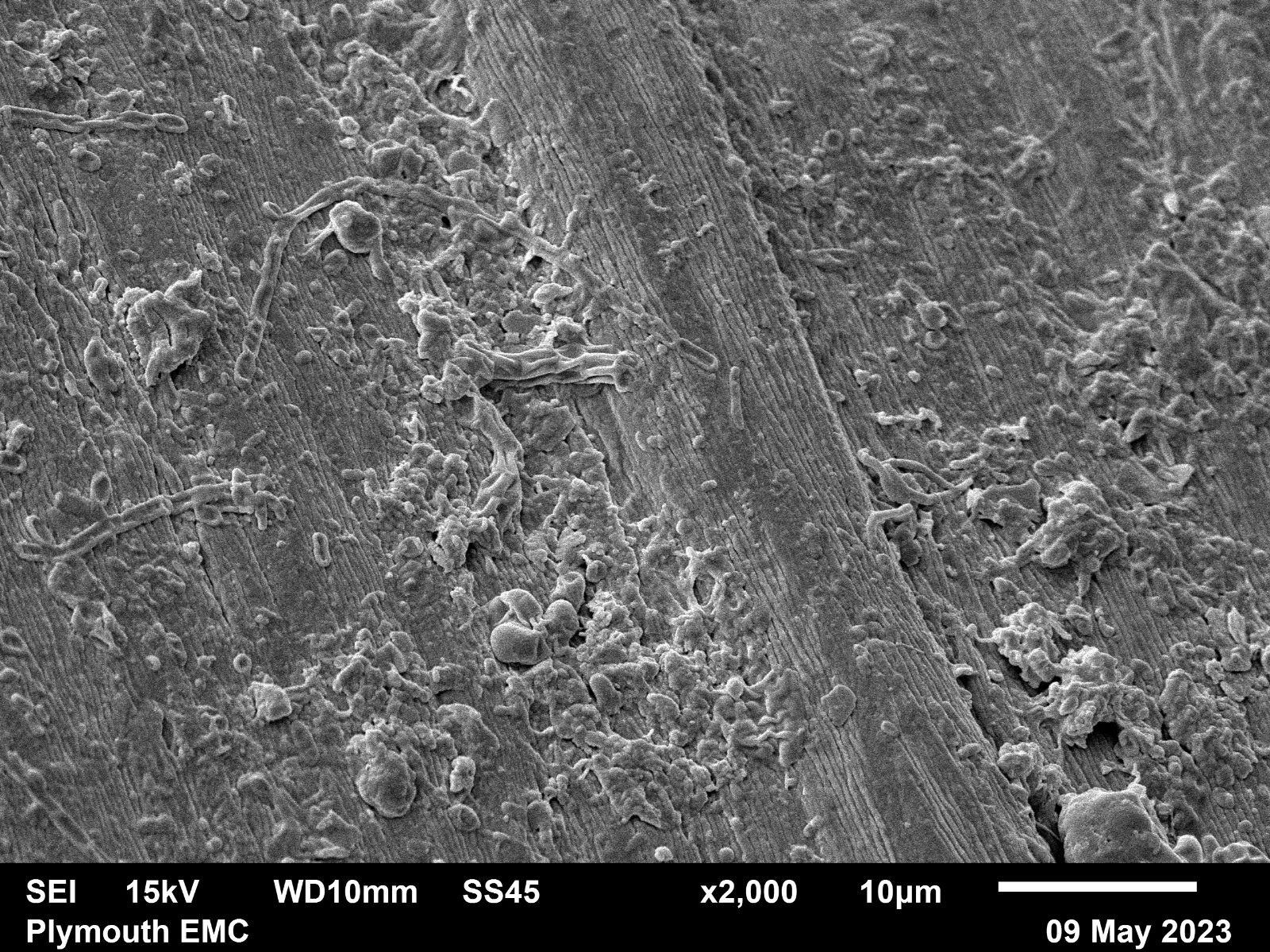 Electron microscope moss  (8).jpg