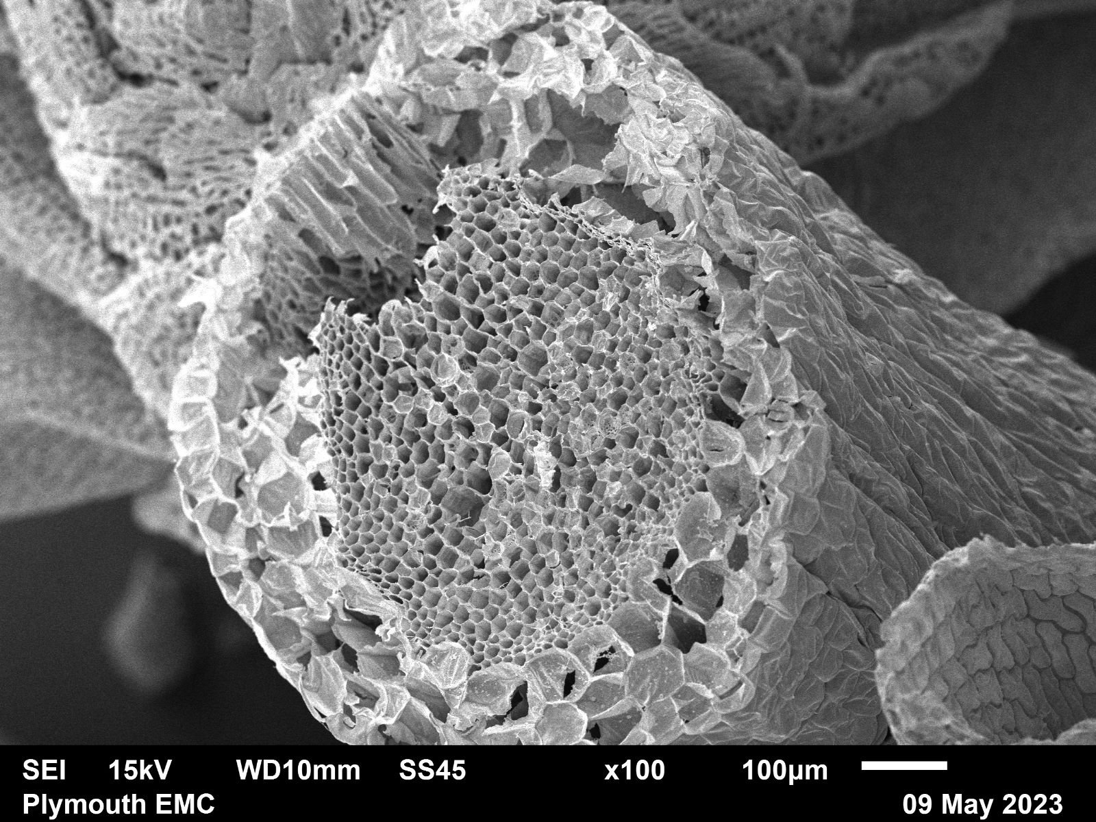 Electron microscope moss  (9).jpg