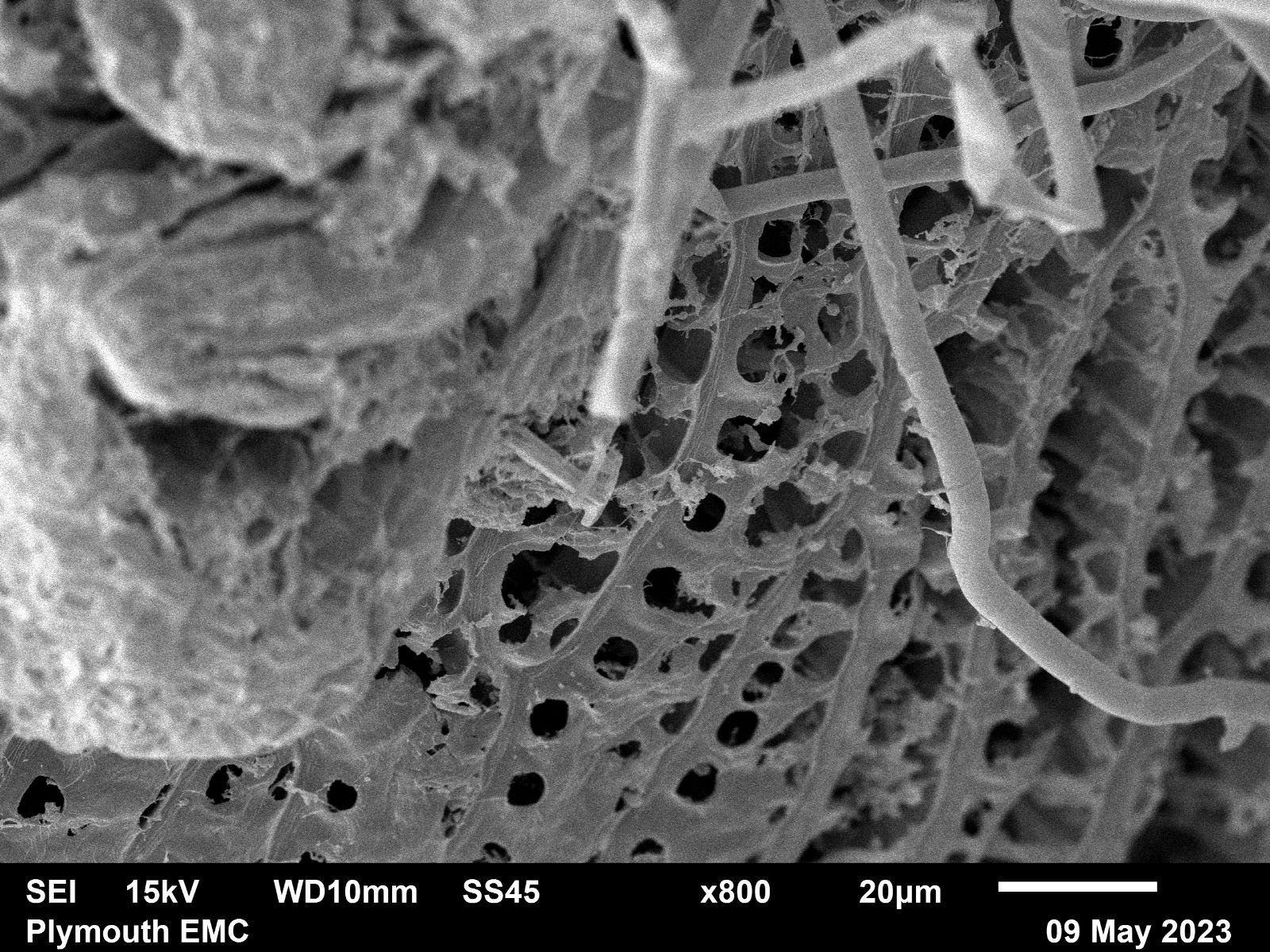 Electron microscope moss  (10).jpg
