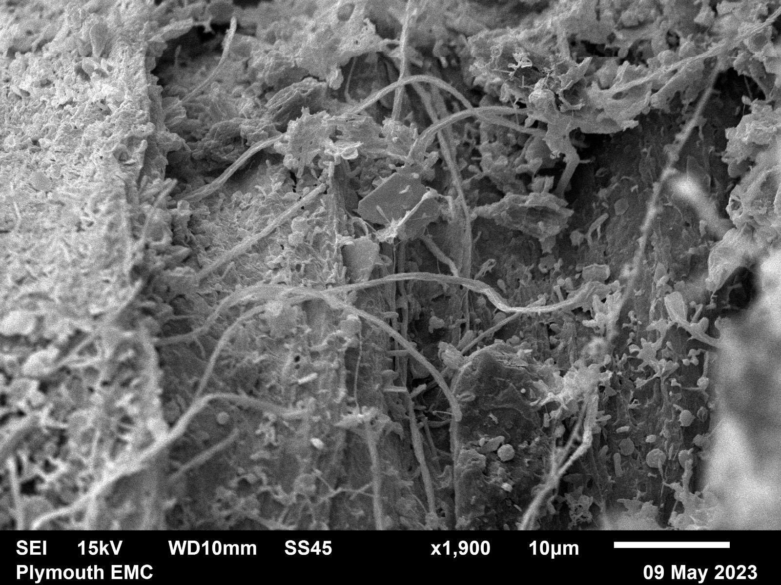 Electron microscope moss  (11).jpg