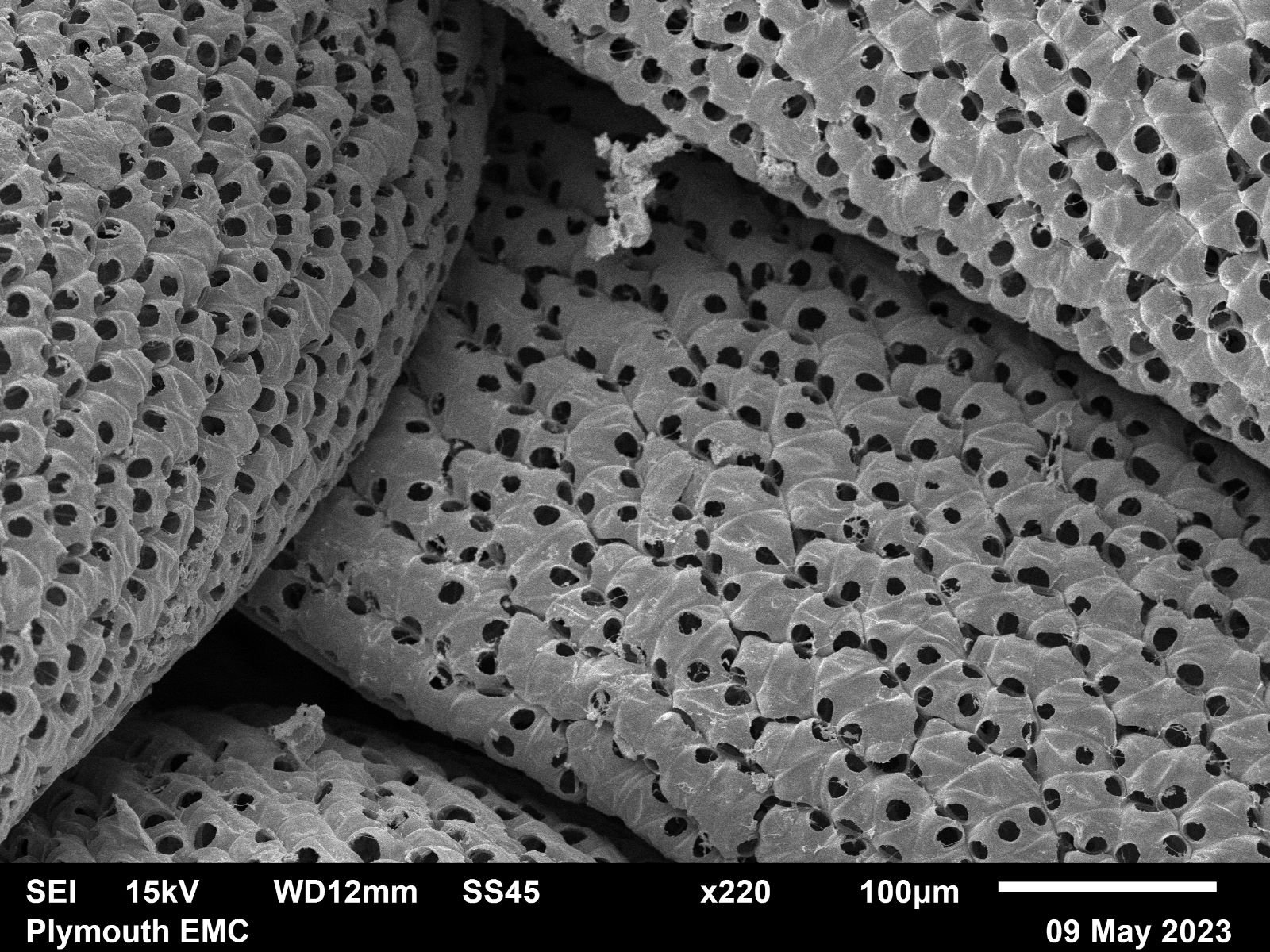 Electron microscope moss  (12).jpg