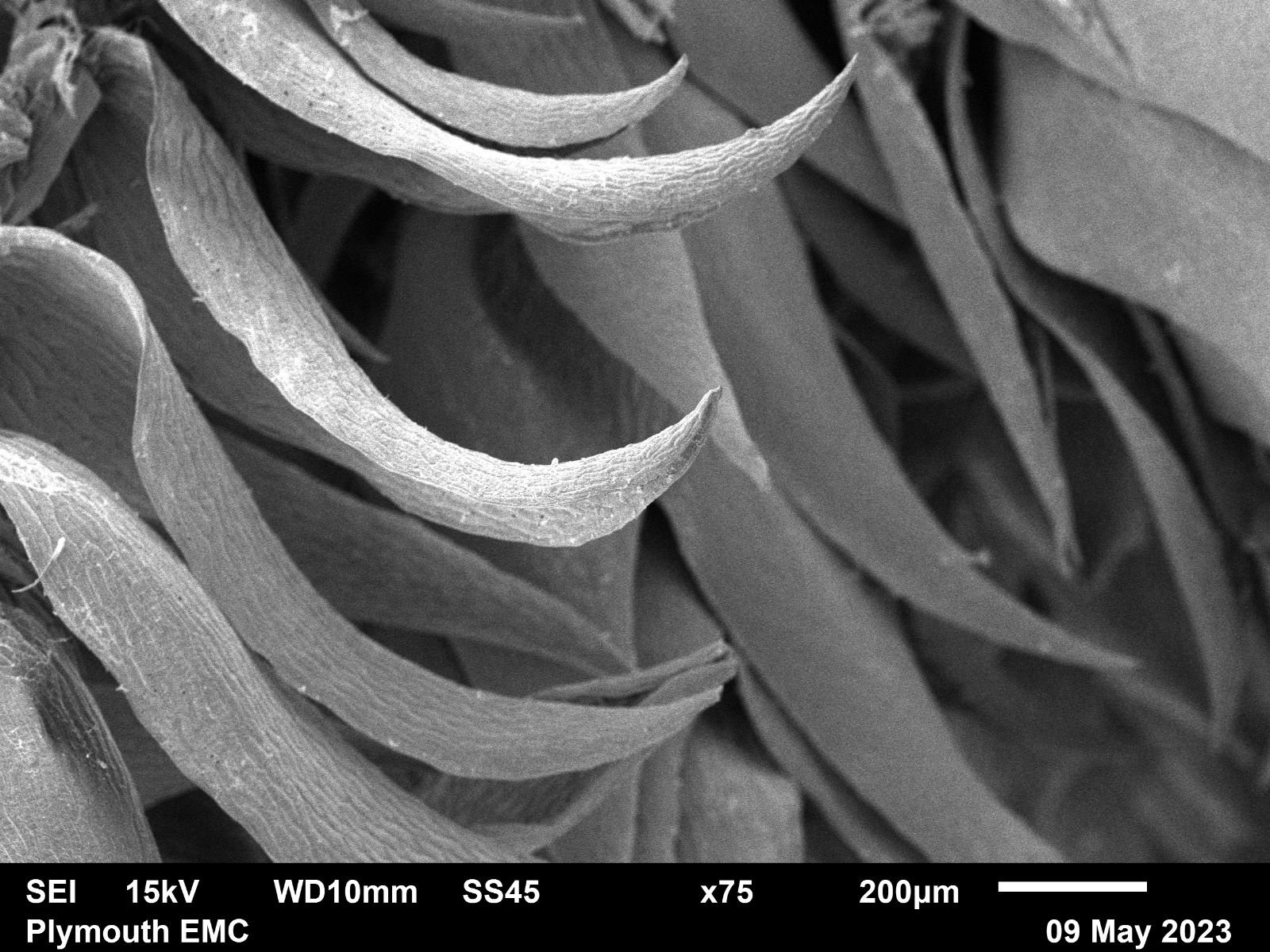 Electron microscope moss  (14).jpg