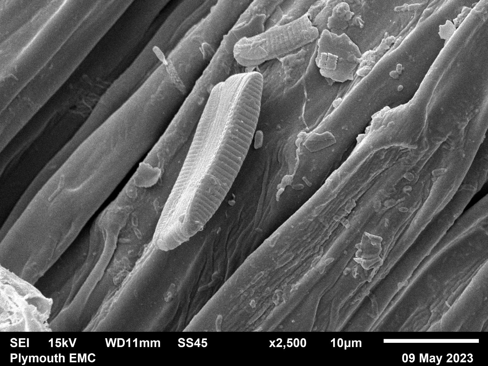 Electron microscope moss  (13).jpg