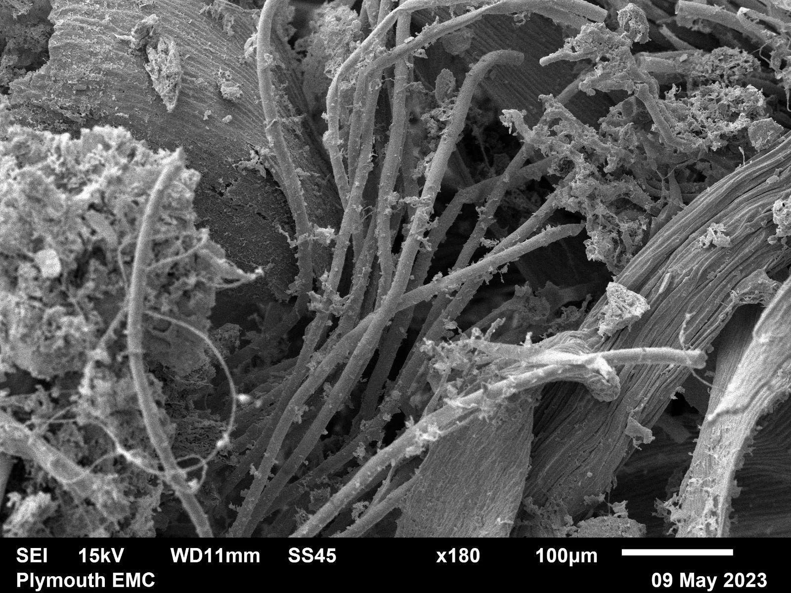 Scan Moss Looking (very!) closely at mosses! — The Art and Energy Collective