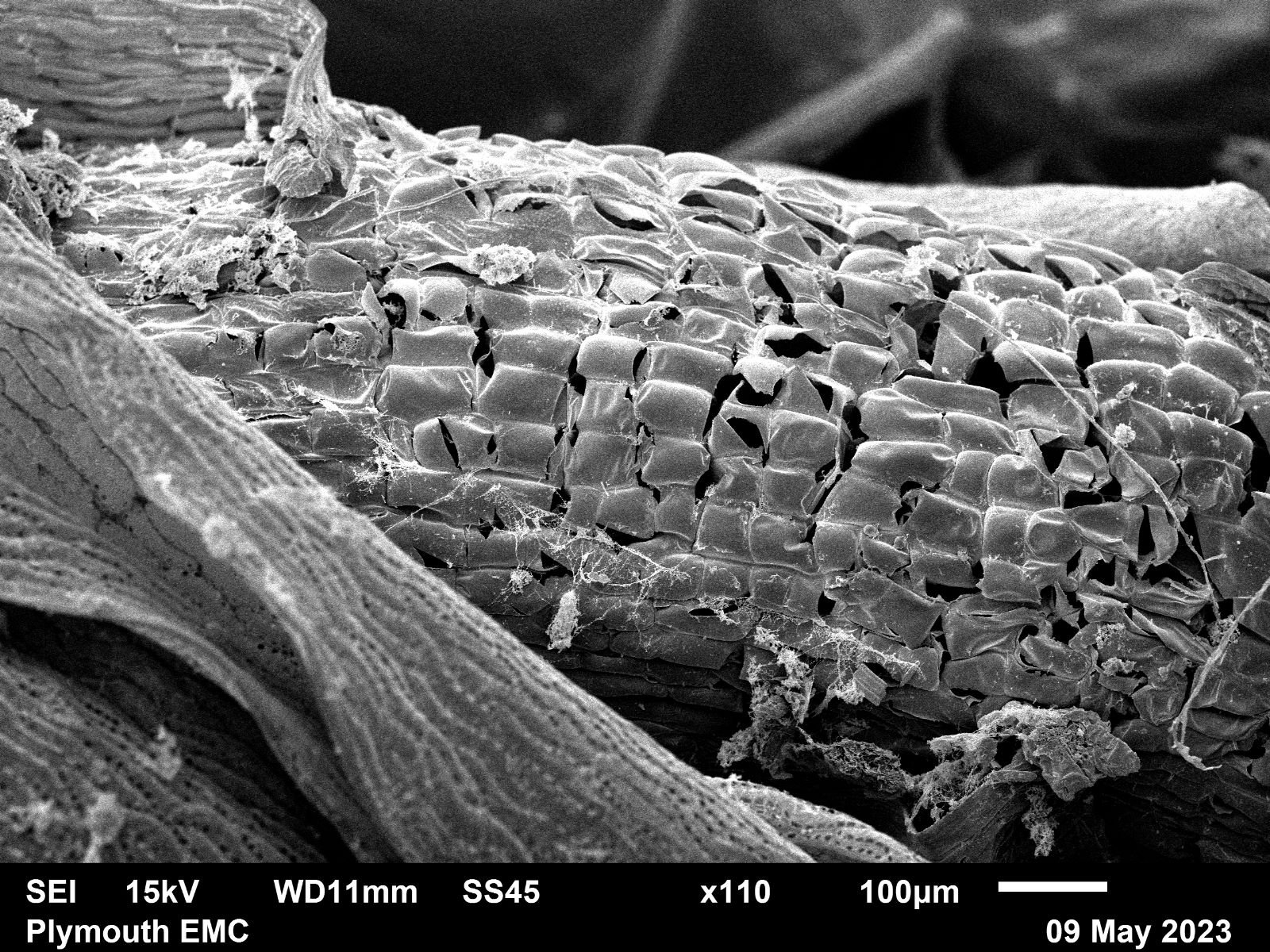Electron microscope moss  (16).jpg