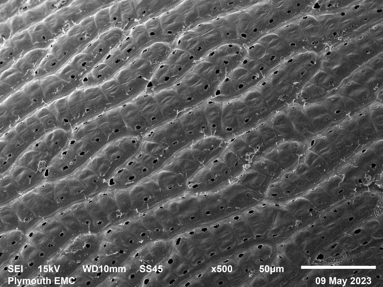 Electron microscope moss  (17).jpg