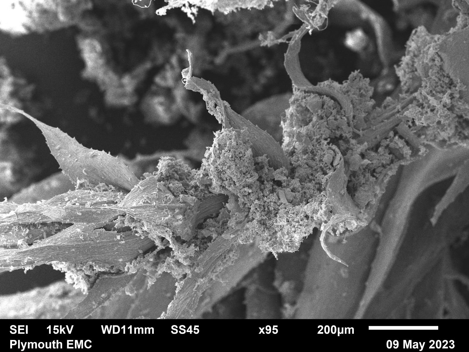 Electron microscope moss  (18).jpg