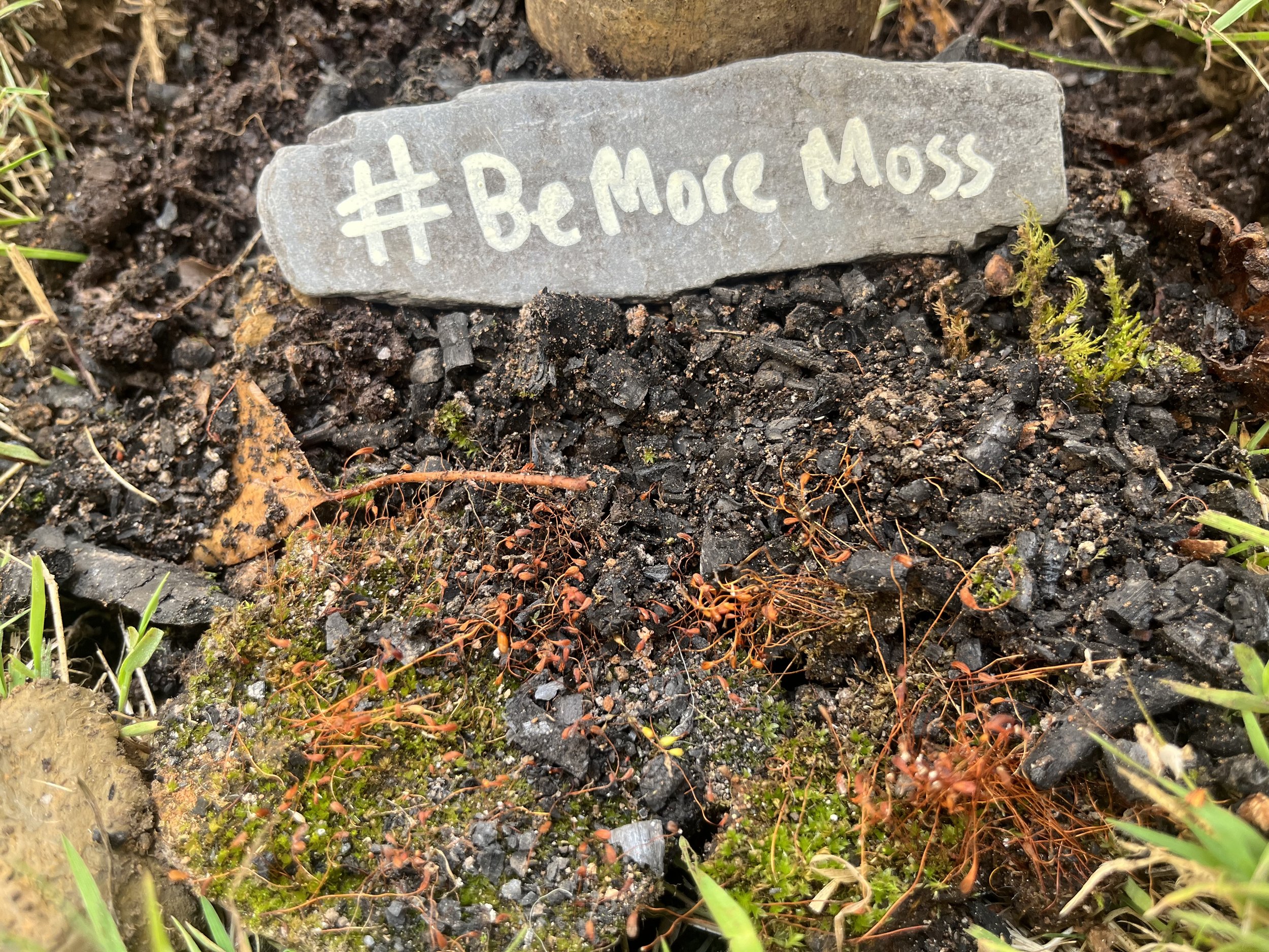 Be more moss.jpeg