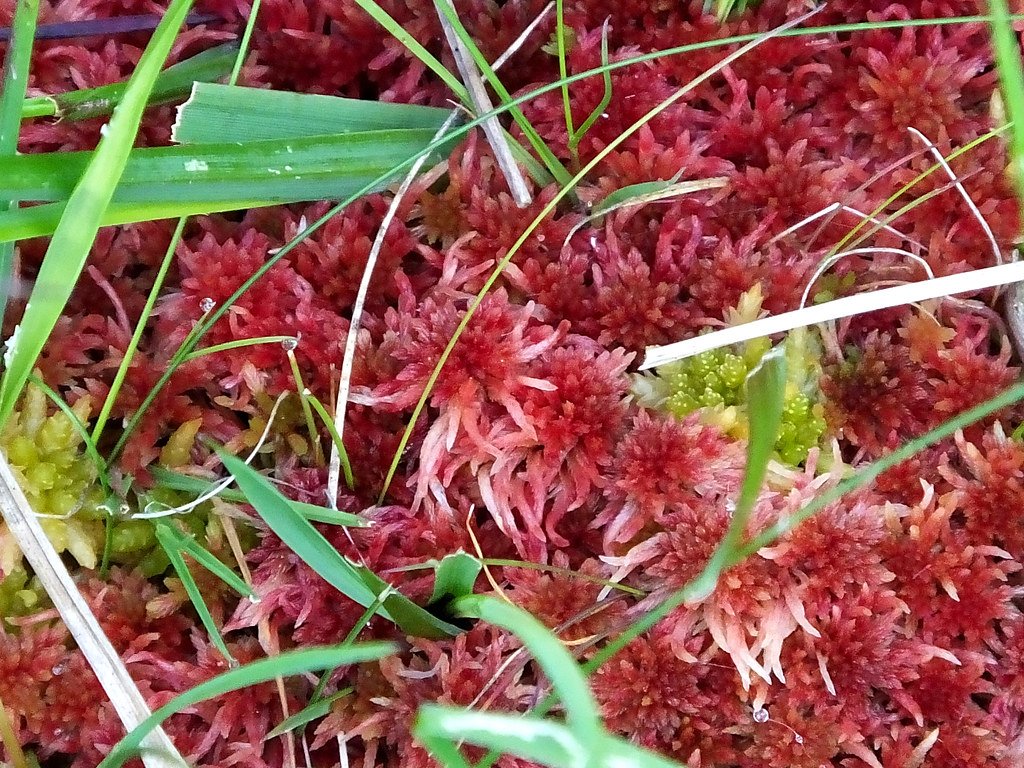 red bog moss.jpg