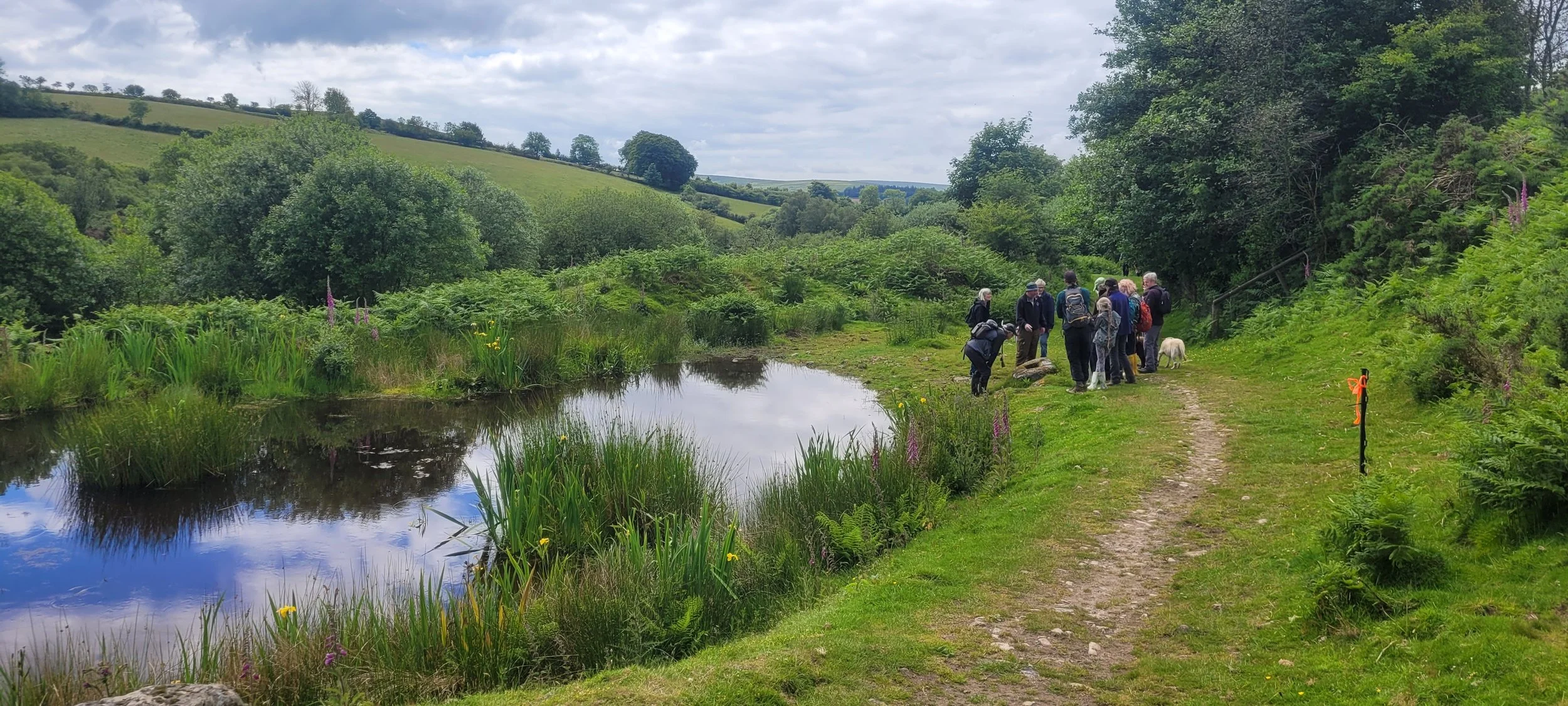 Mosses (and wildlife) galore in the sunshine at Challacombe Farm — The ...