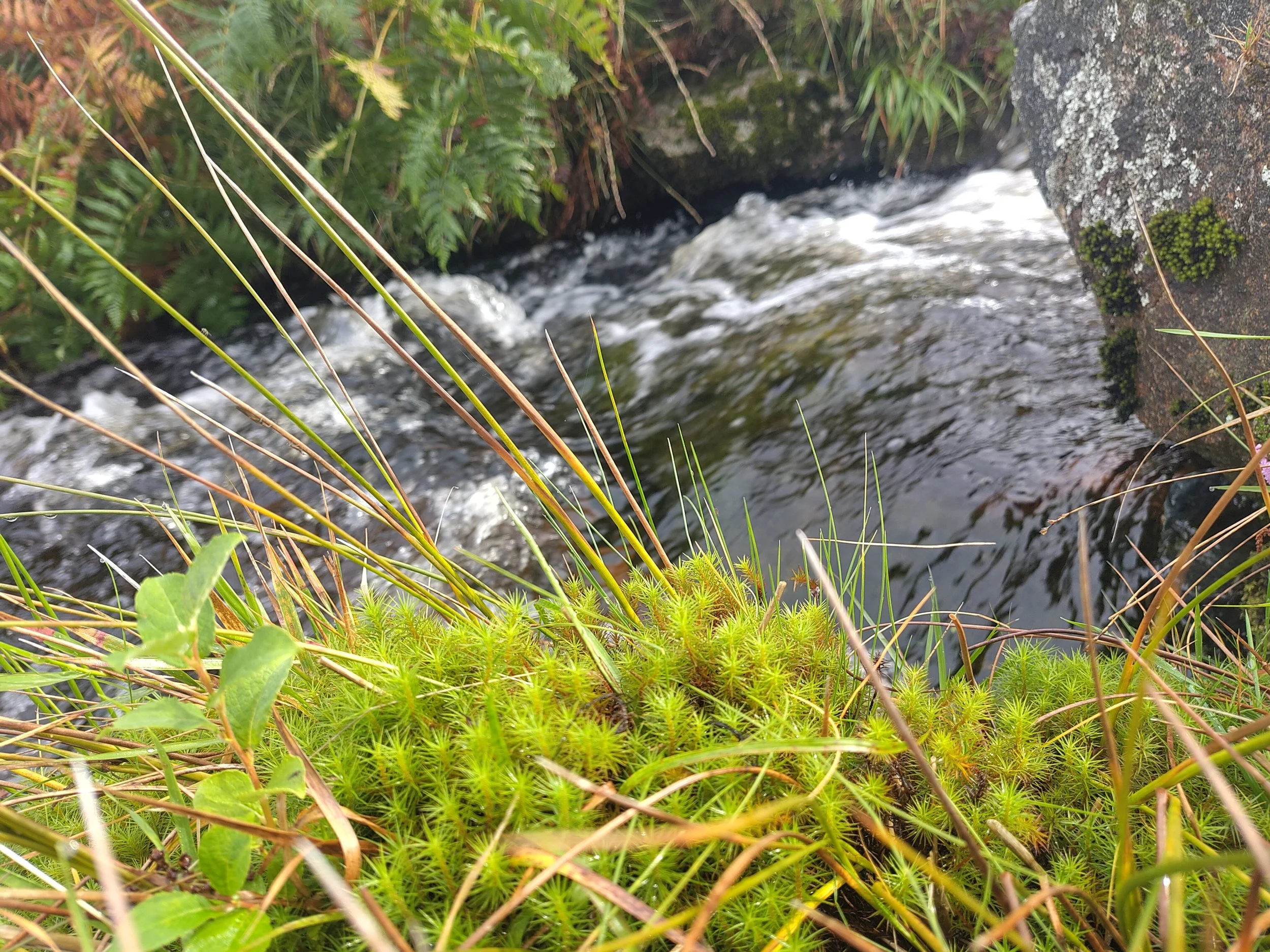 Lush green moss with a river in the background
