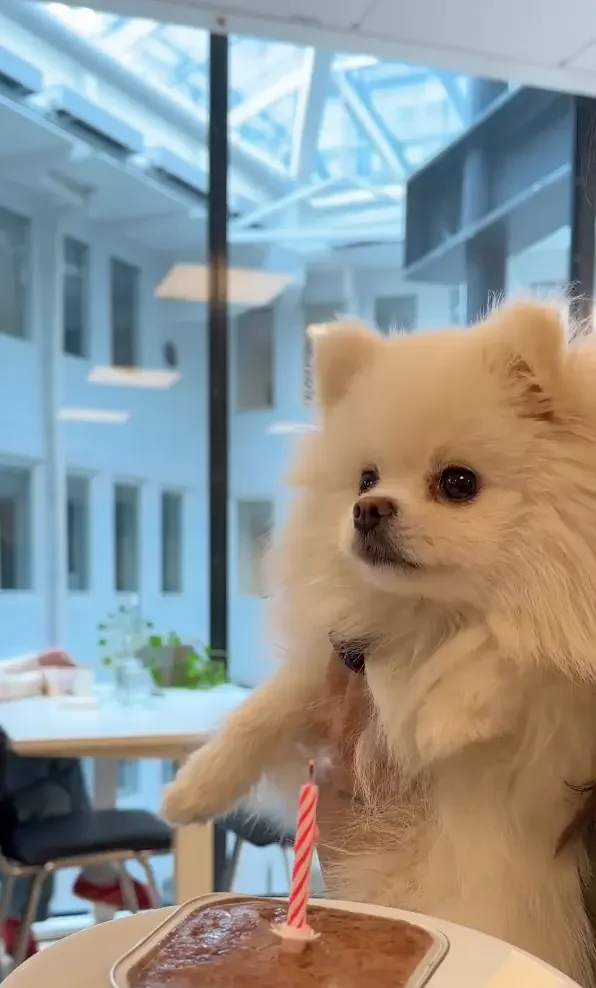 60% of employees want a pet-friendly office: is yours ready?