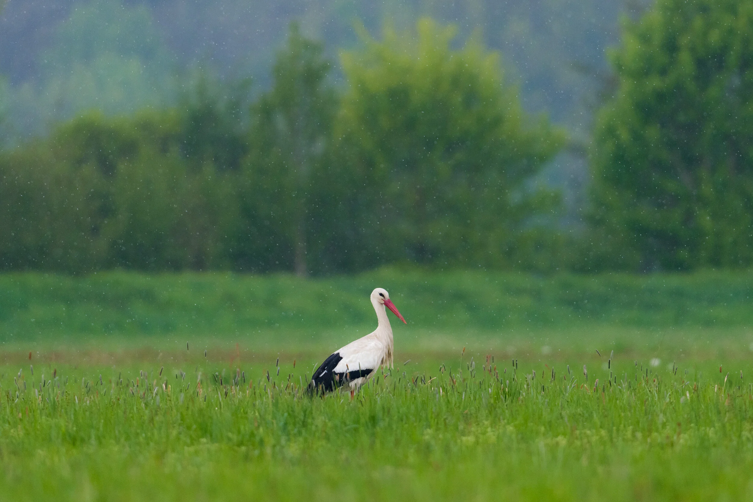 DSC_2847.jpg