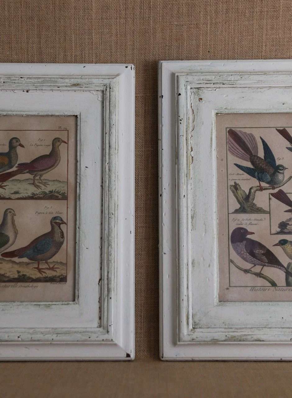 18thC French Bird Engravings