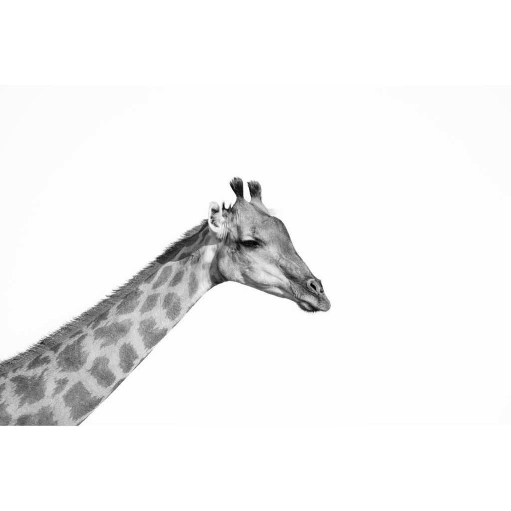 image_original_.png