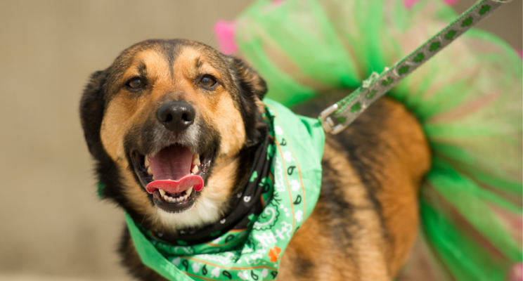 5 Ideas for St. Patrick’s Day Fun in Southern Minnesota