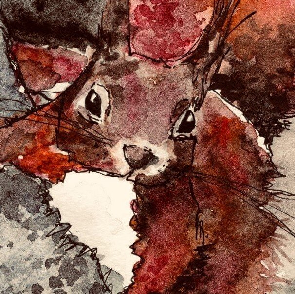Red Squirrel cropped.jpeg