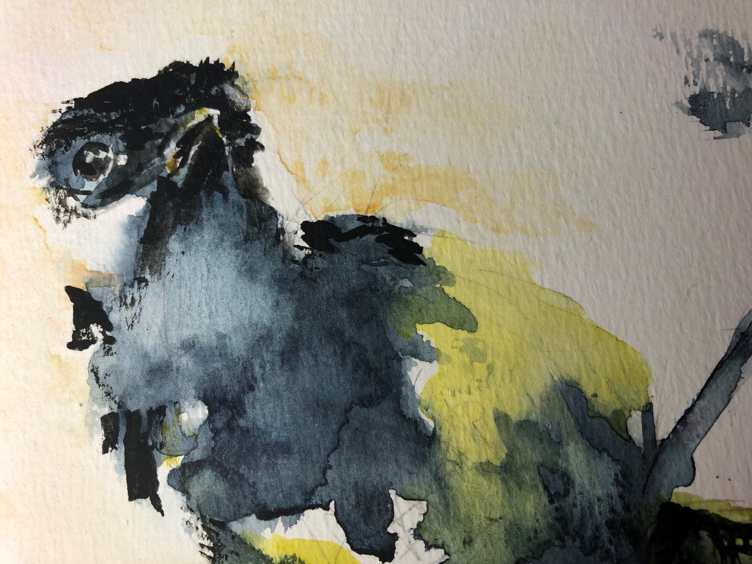 Allison Webster signed LIMITED EDITION PRINT of original watercolour 'Great tit'