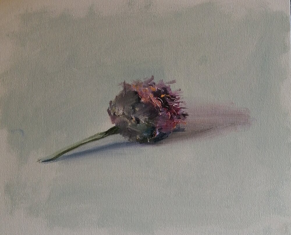  Dead head  Oil on board  31x26 cm  Not currently available  An oil sketch of a dead head from a corn flower, just as beautiful in its melancholic decaying state 