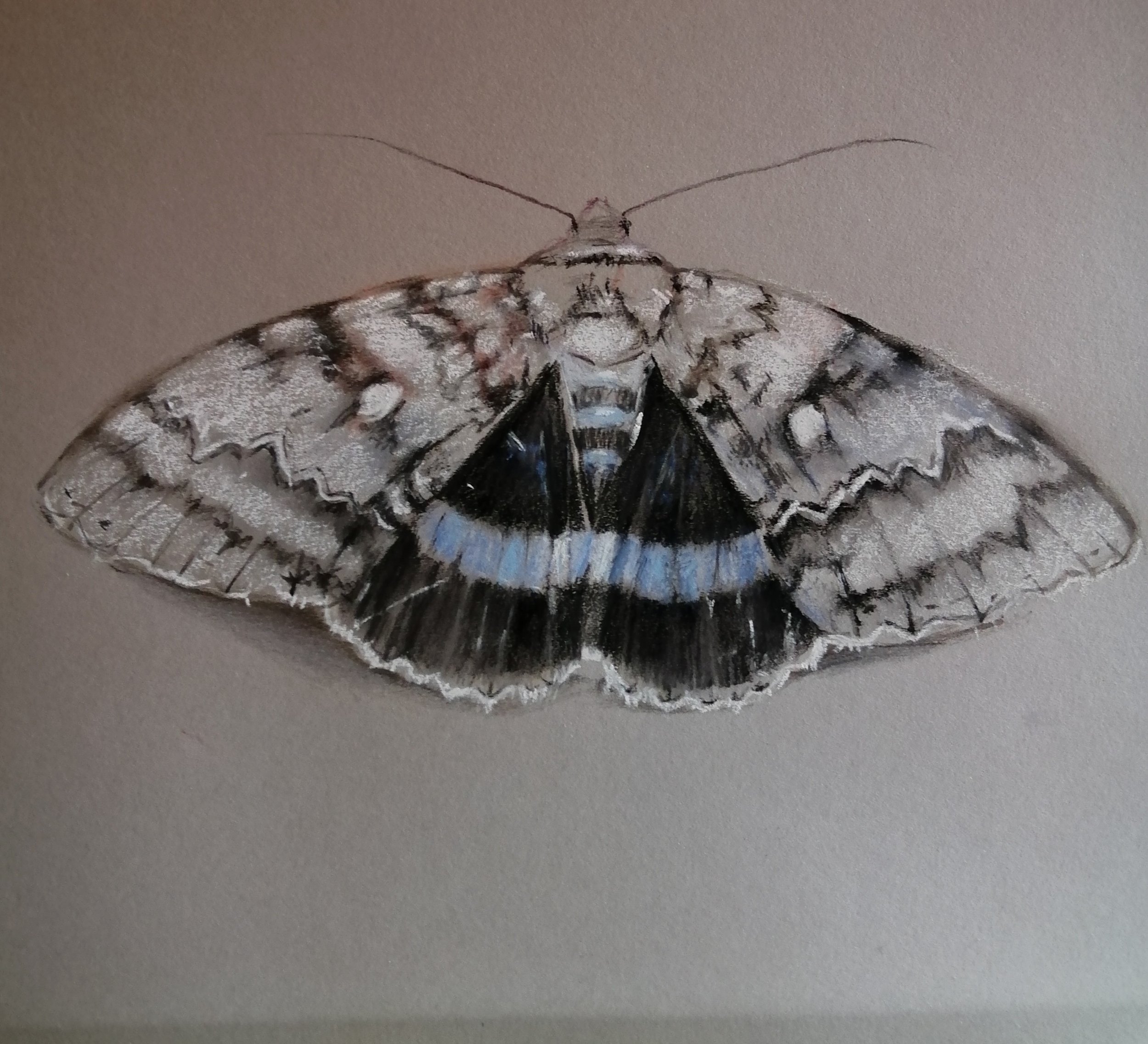  Moth, day 3  Pastel and charcoal 