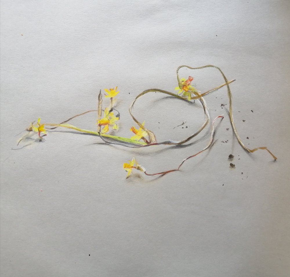  Spent daffodils  Pastel and pencils  not currently available 