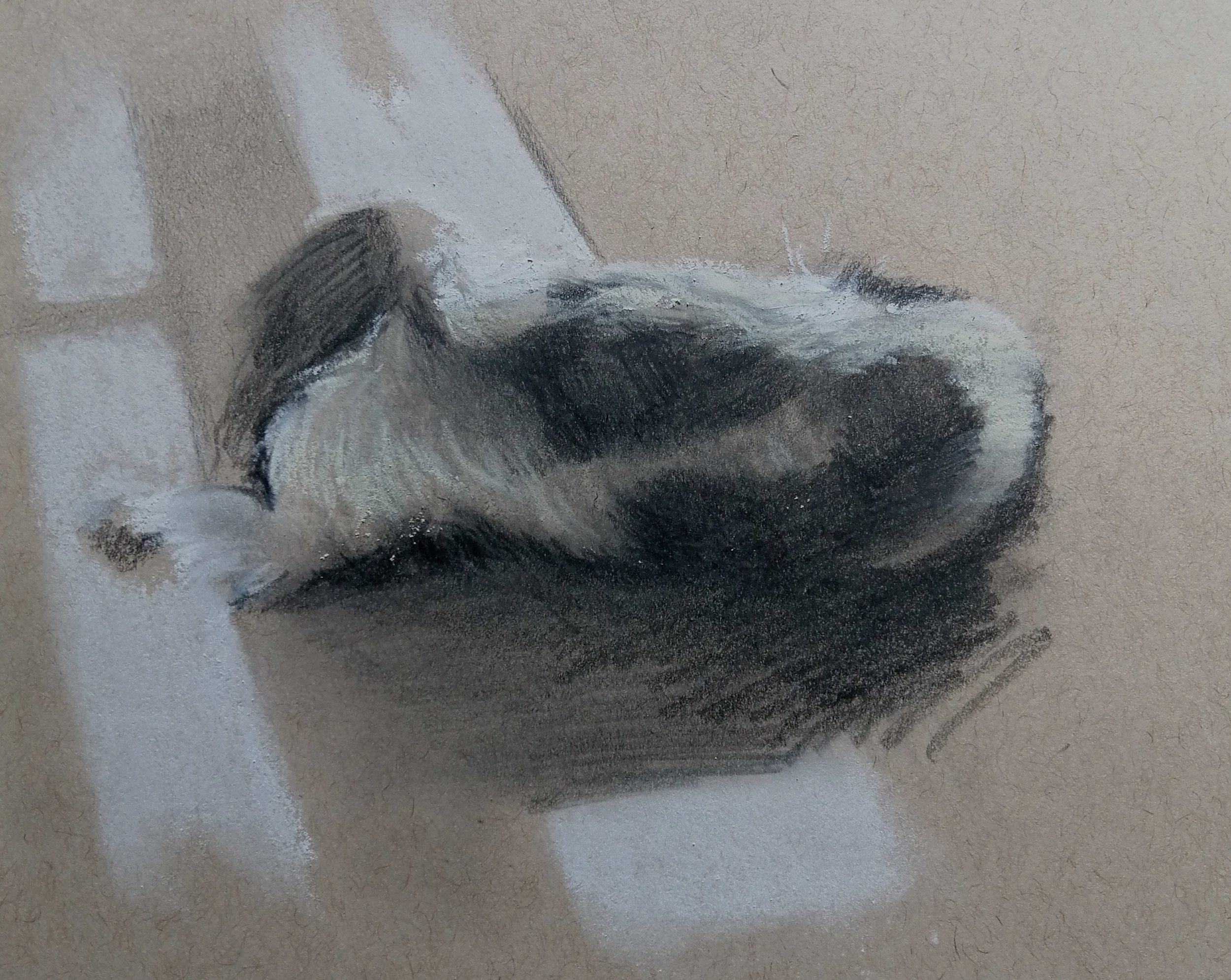  Wonderful Willow  Pencil and pastel sketch 