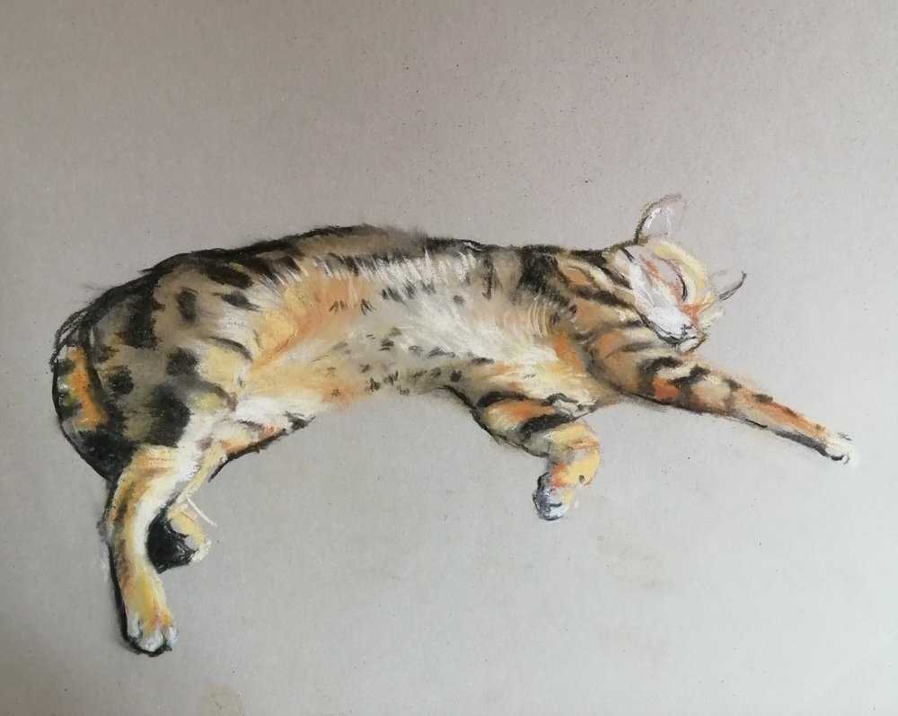  Underside of a Bengal cat  Pastels on paper  nfs  My Bengal cat, Polka, stretching and relaxing. Pastels and charcoal capture the soft colours and patterns in his fur, including the downy pale underside.  