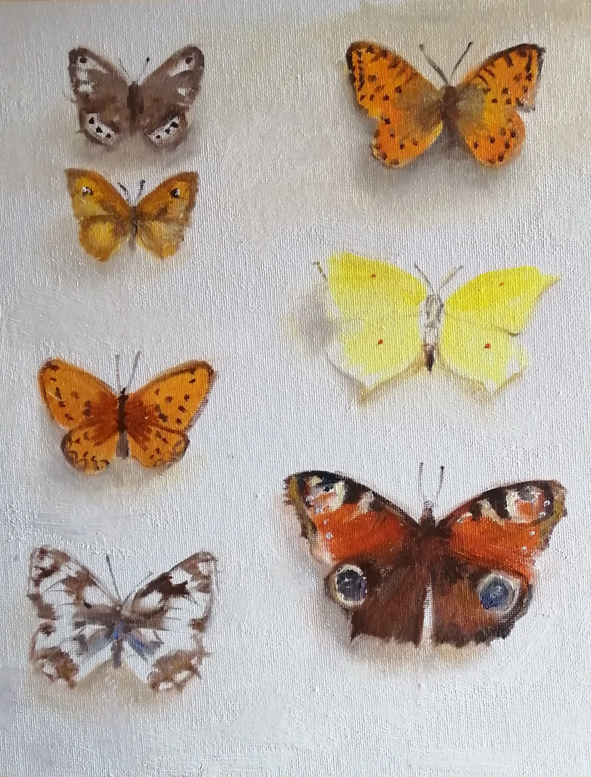  Antique butterflies, day 2   Oil on board 