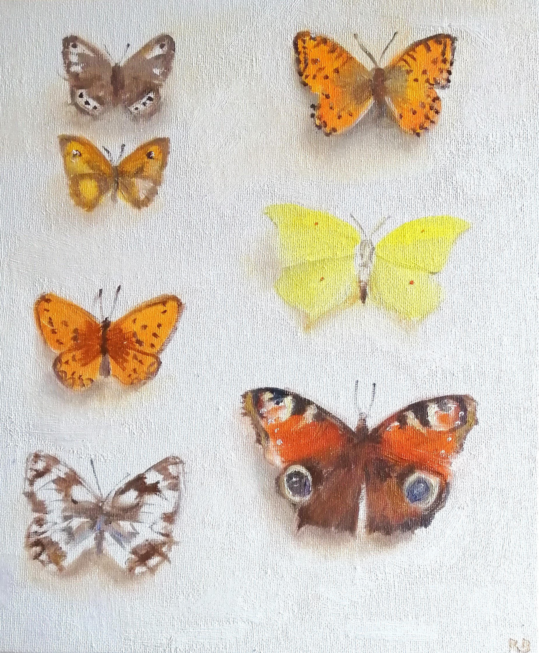  Antique butterfly case (2026)   Oil on board  26×31cm  not currently available 