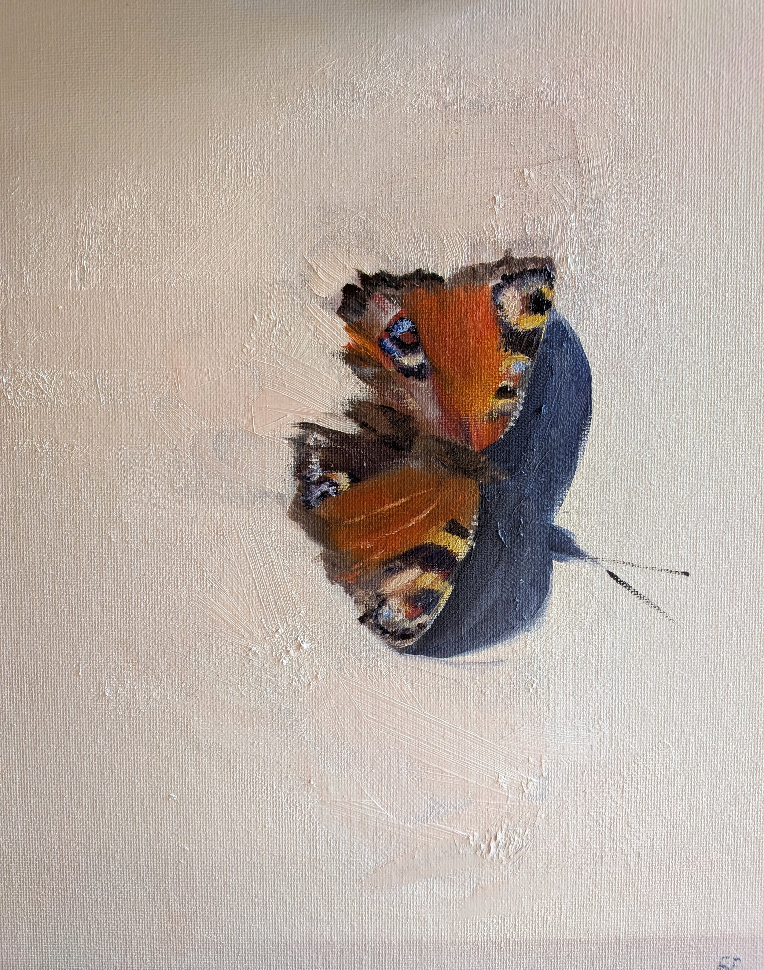  Peacock butterfly   Oil on board  26×31cm  not currently available 