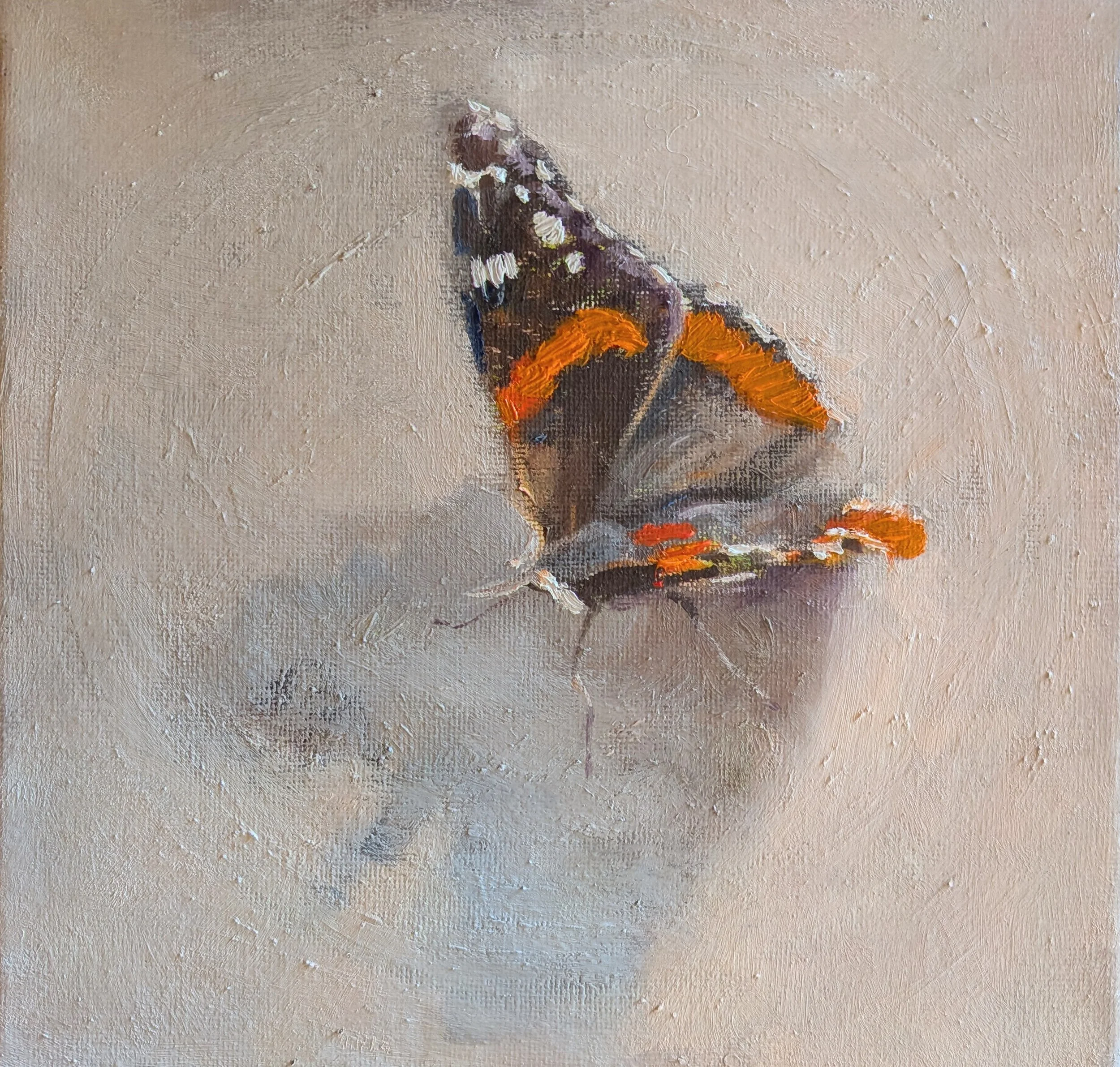  Red admiral   Oil on board 