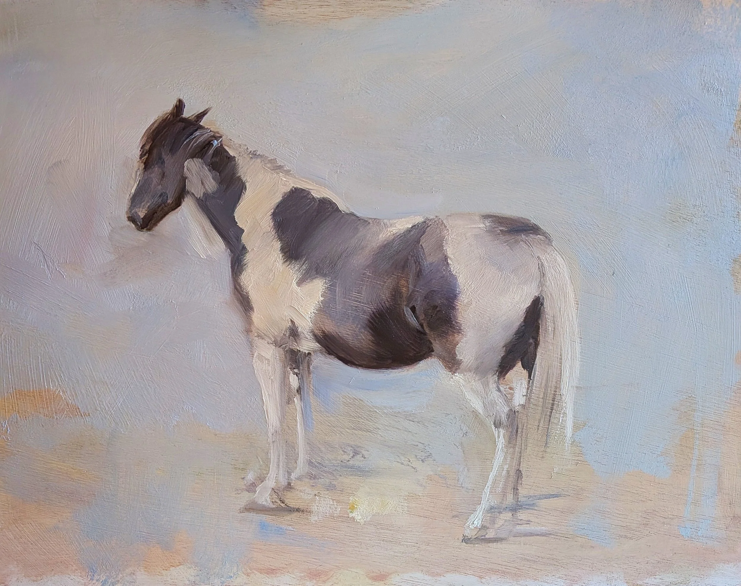 piebaldhorse.jpg