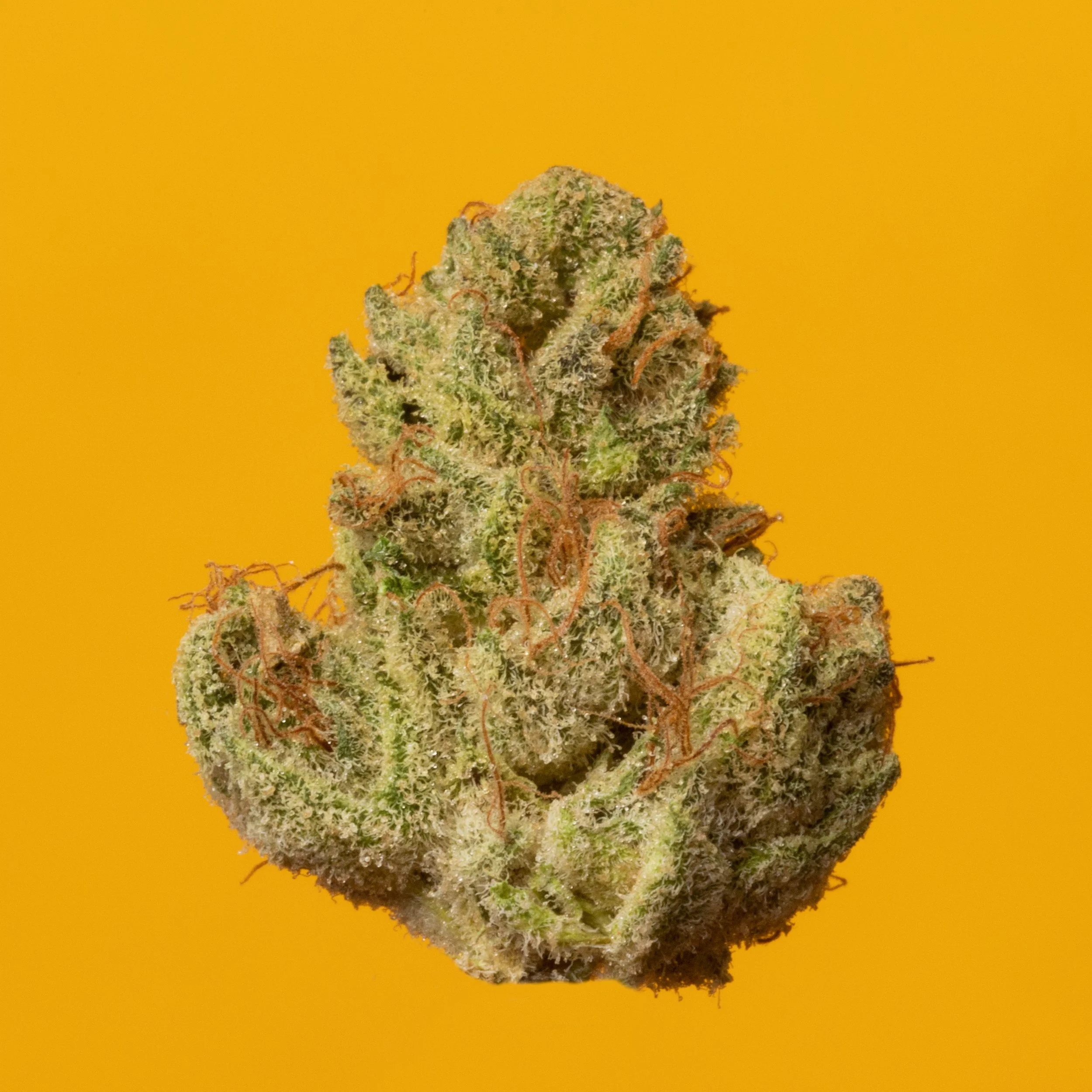 Electric Lemon G T19.64 22583