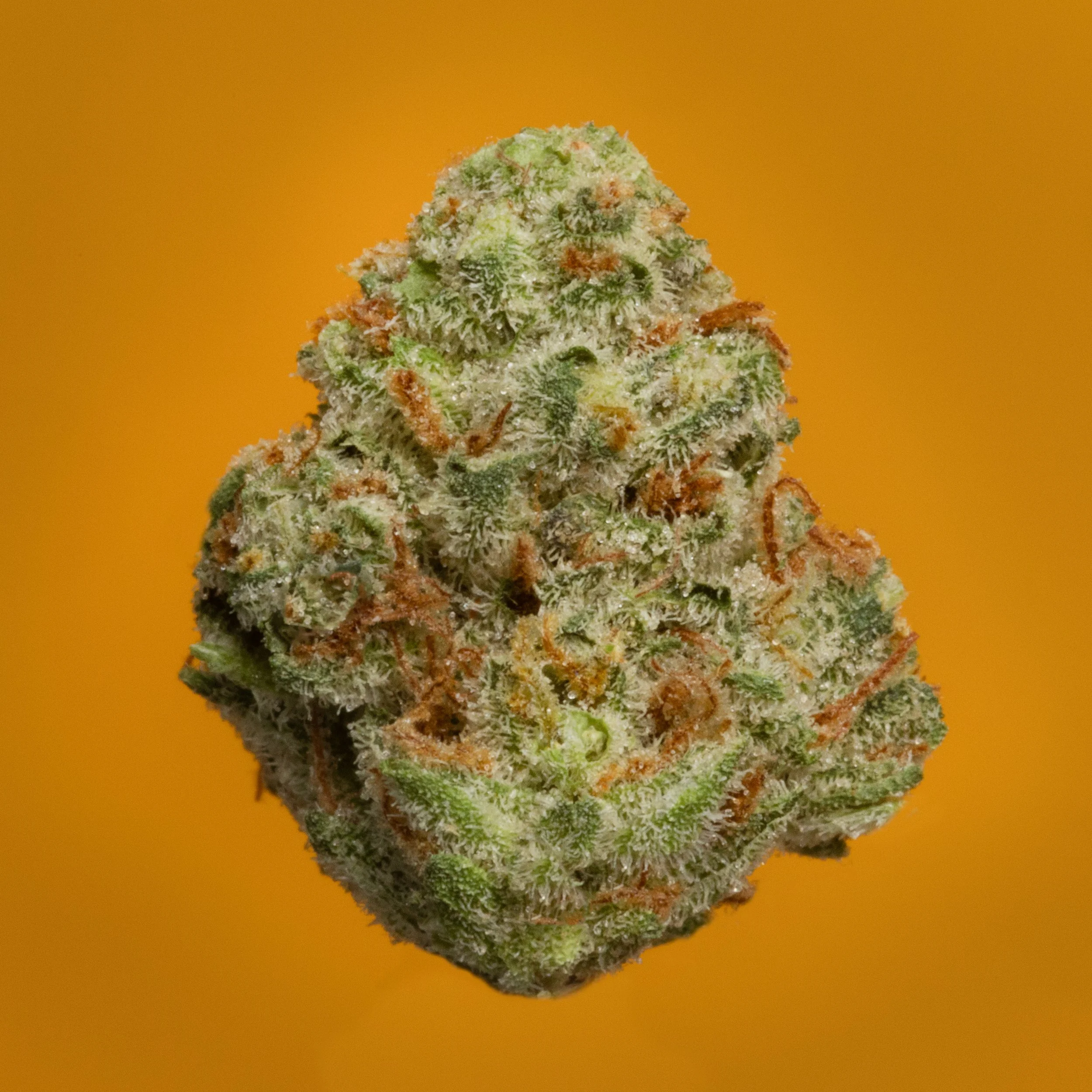 Colorado Flo 24328
