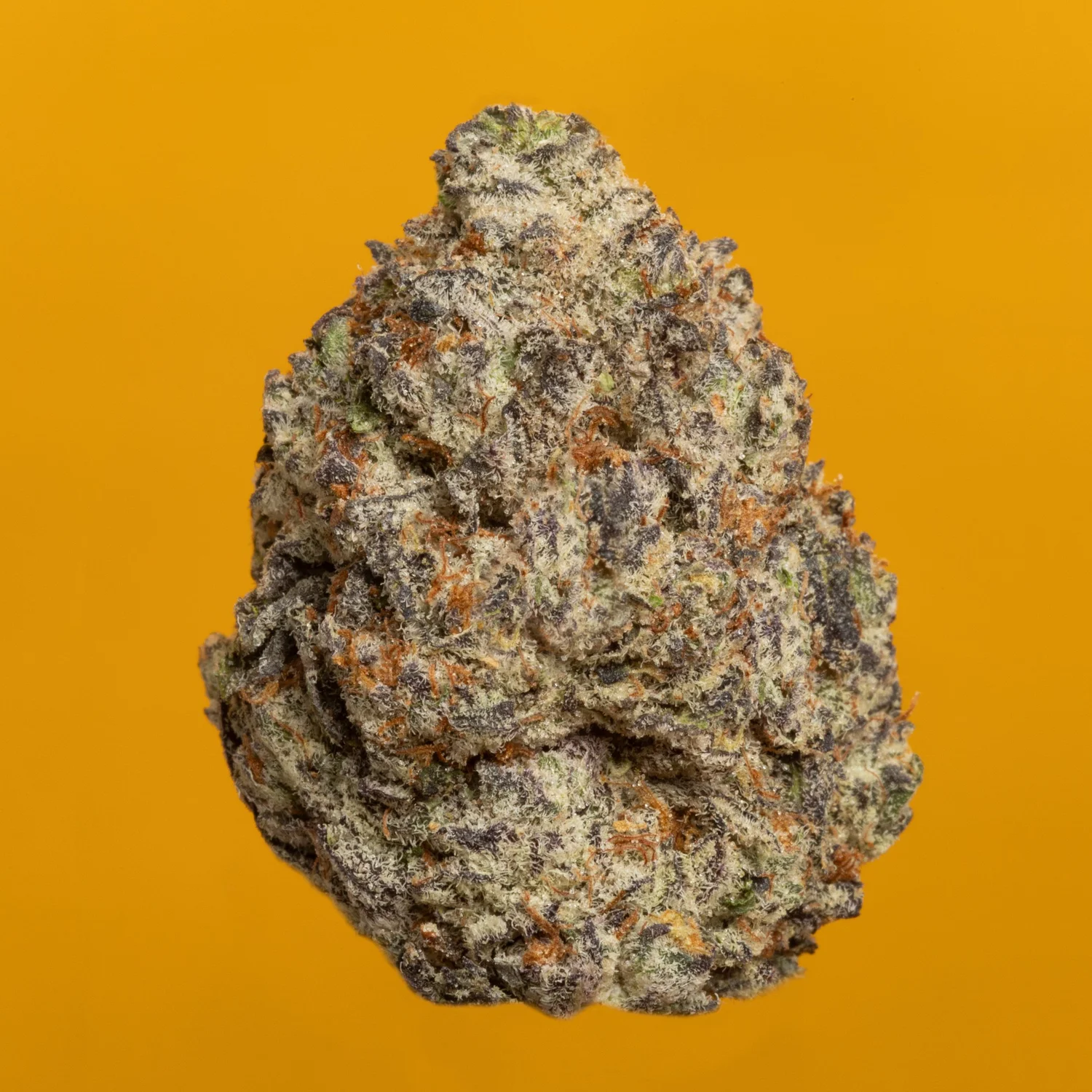 Durban P 24388  THERAPLANT