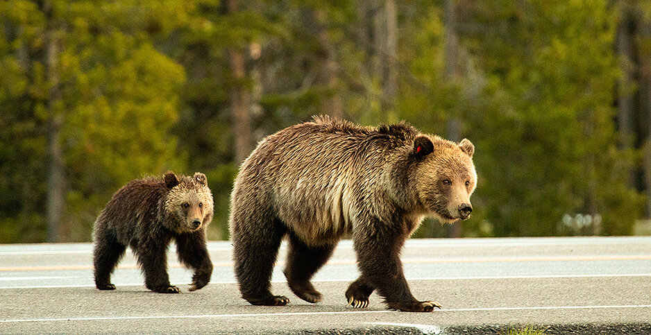 Grizzlies